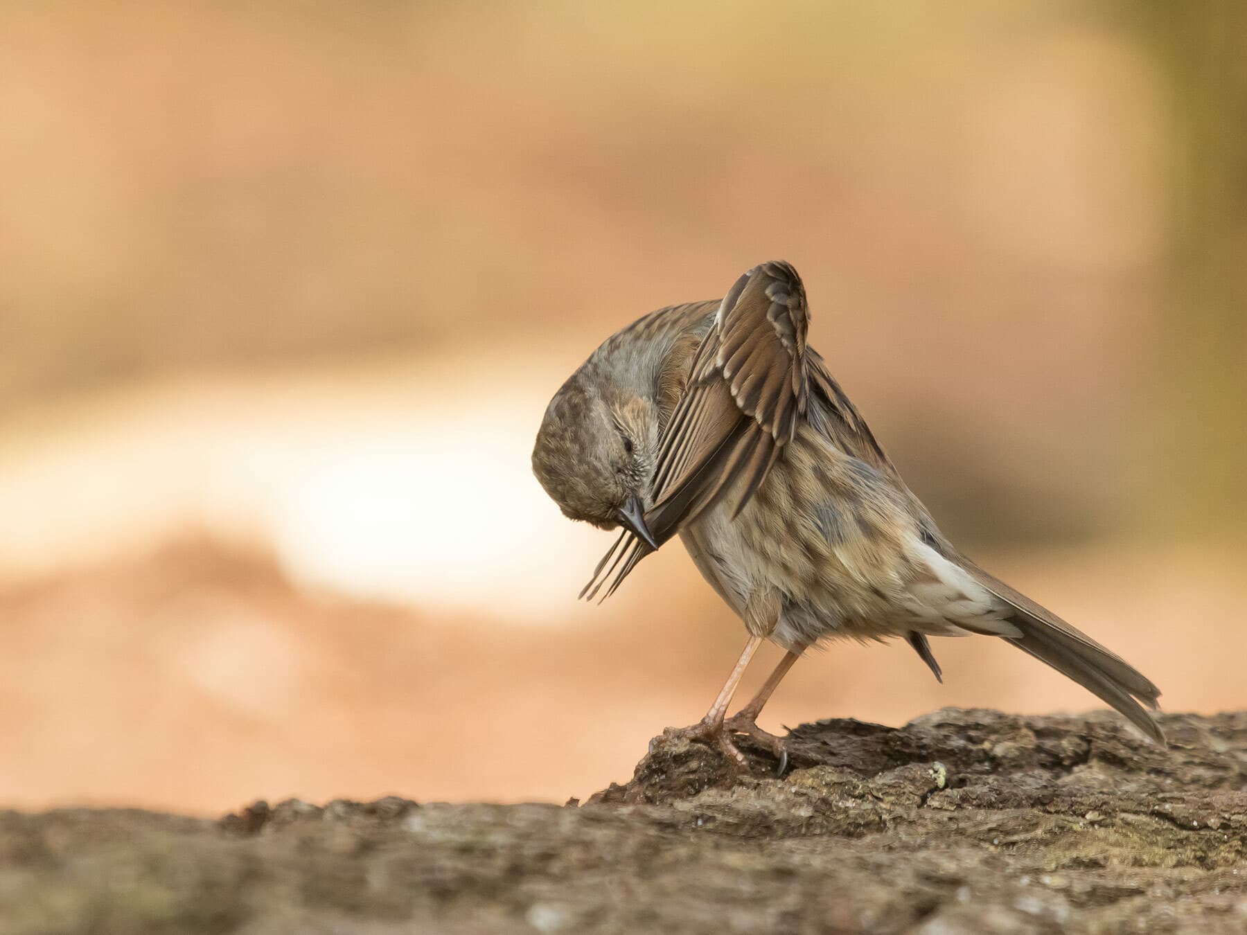 Dunnock preening its feathers