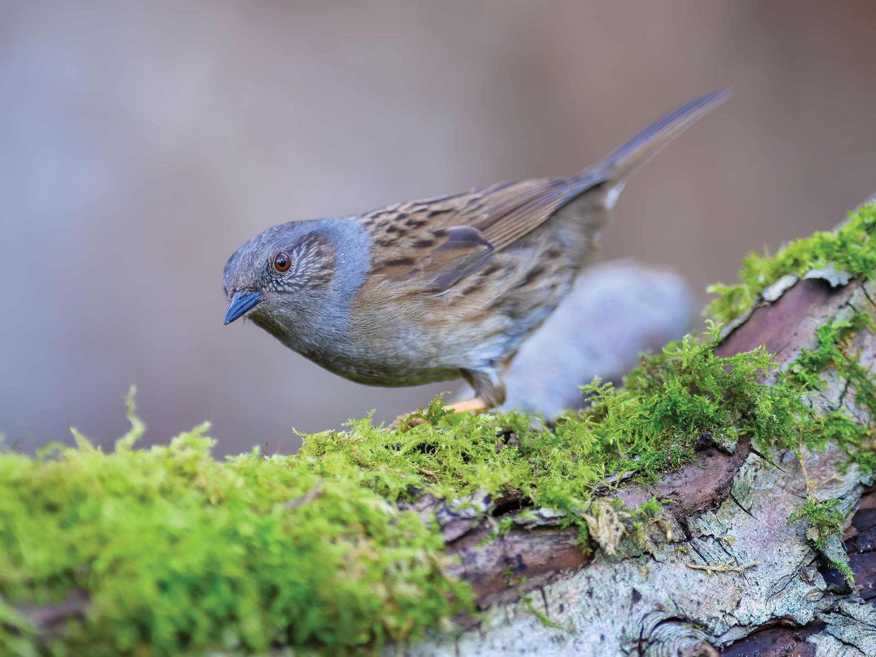 Dunnock searching for food in the woods