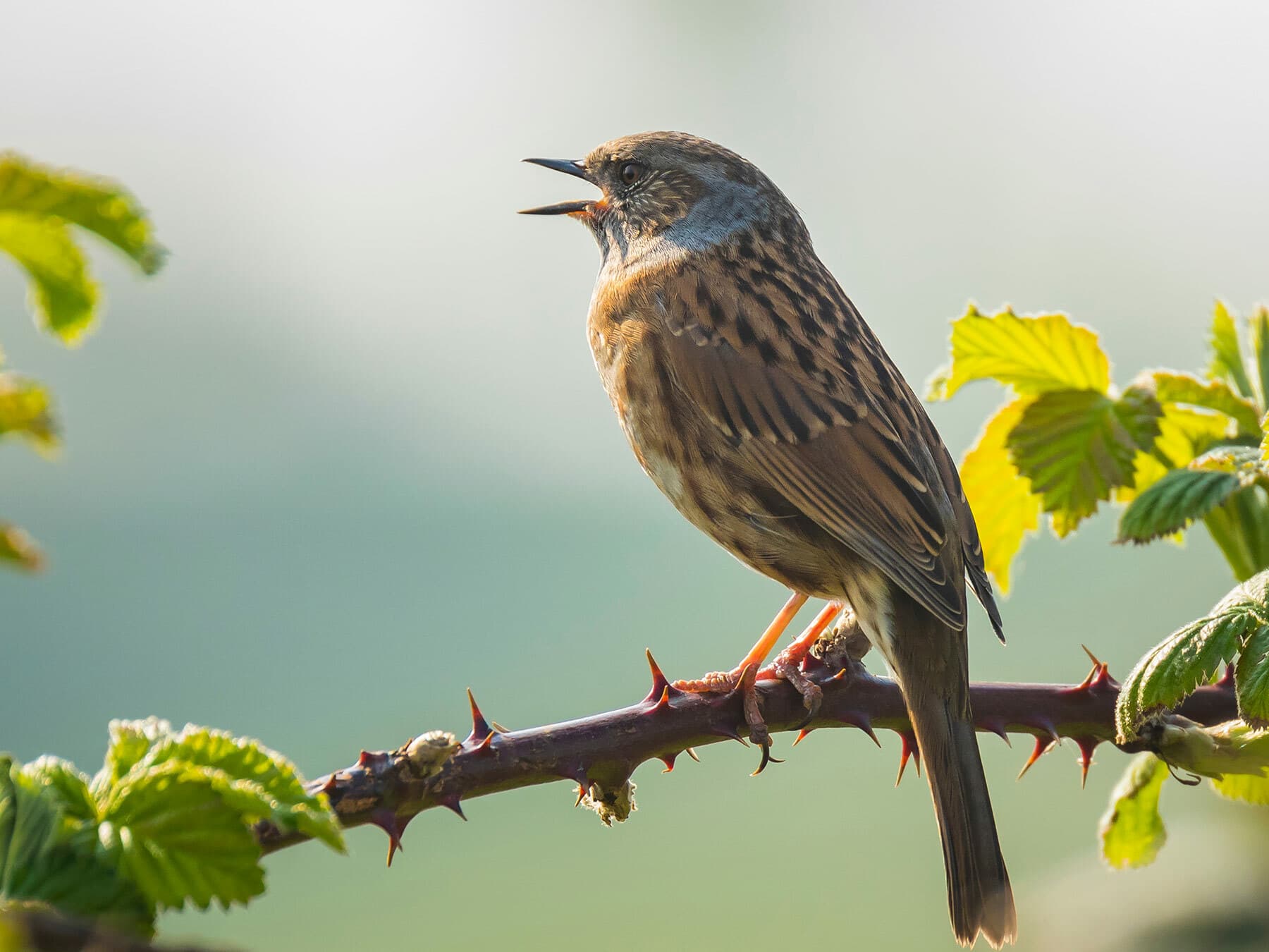 Perched Dunnock singing from a branch