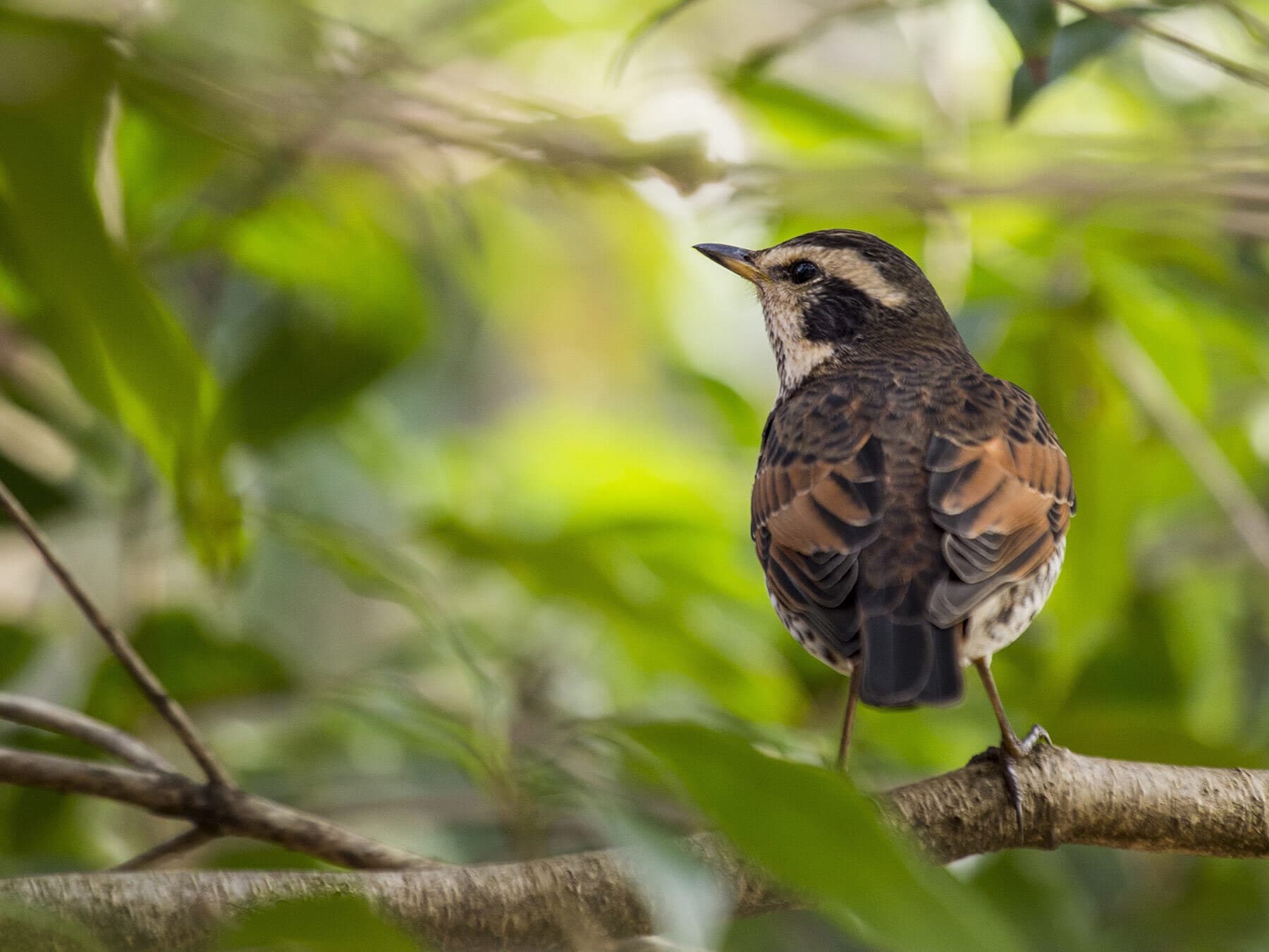 Dusky Thrush from behind