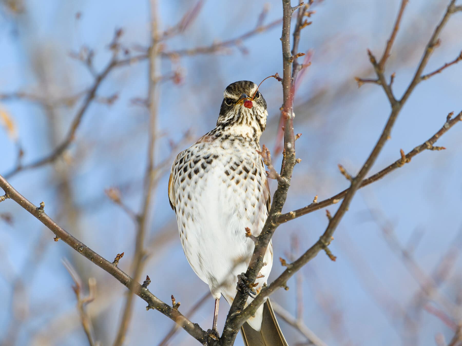 Dusky Thrush looking straight on