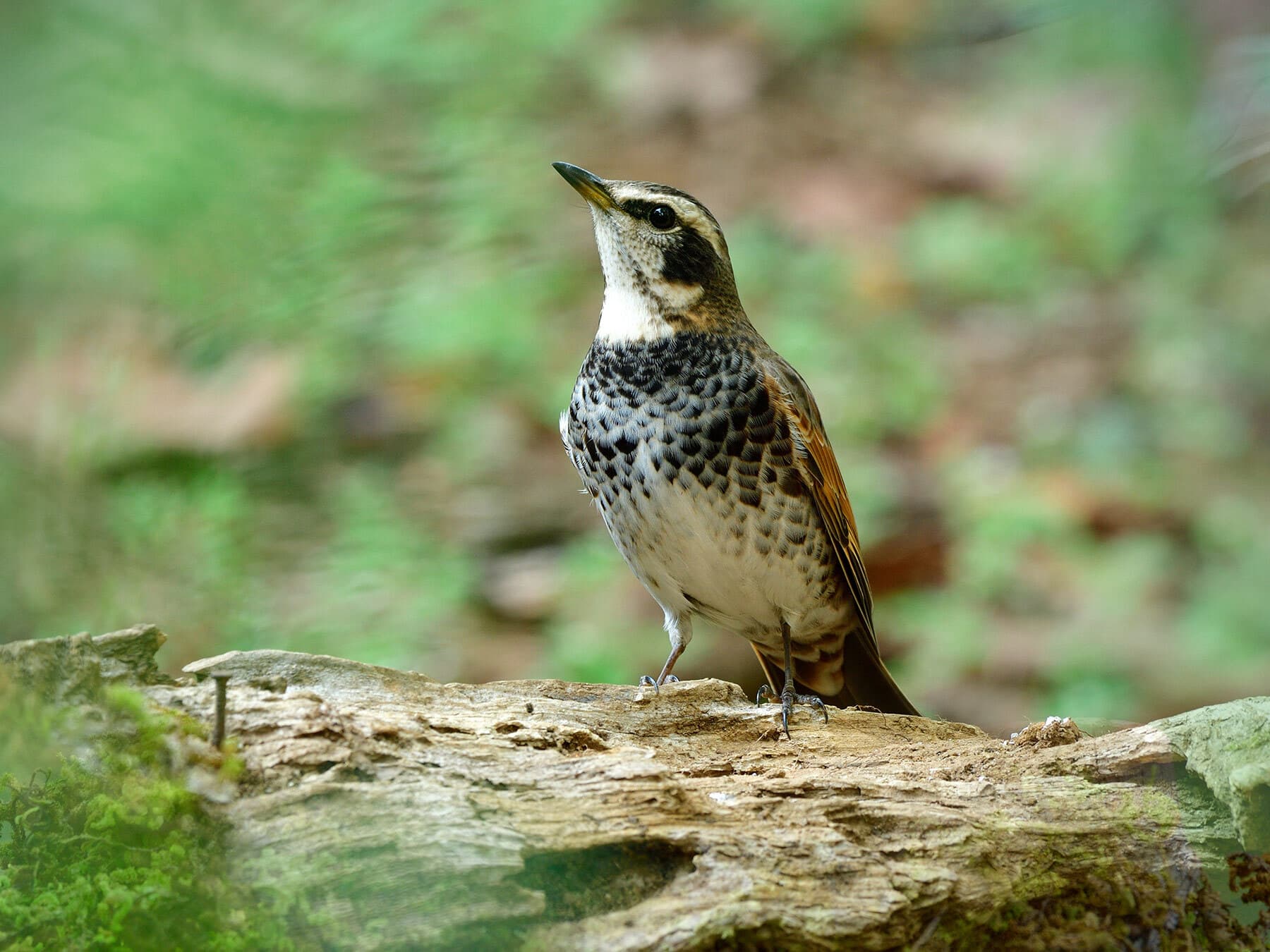Dusky Thrush standing on the ground