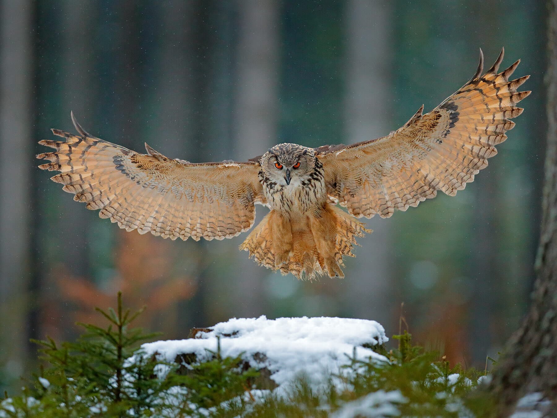 Eagle owl landing