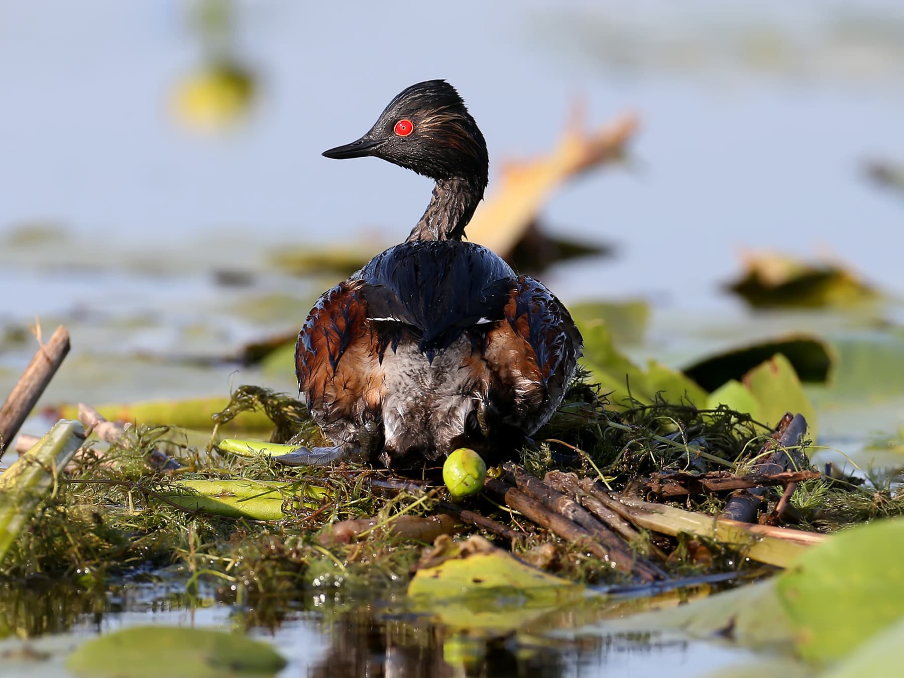 Black-necked Grebe sitting on its nest
