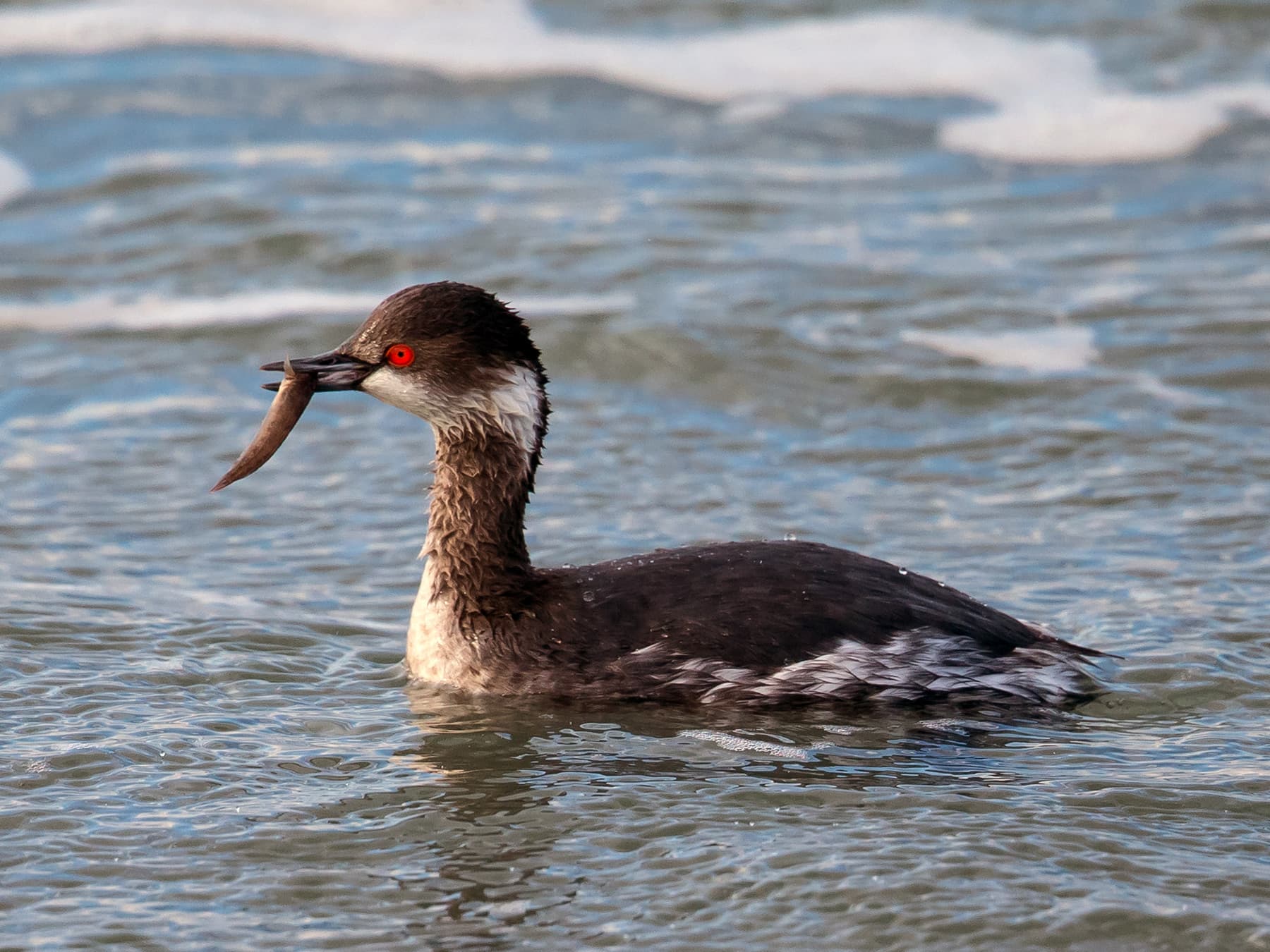 Black-necked Grebe (winter plumage) with fish in its beak
