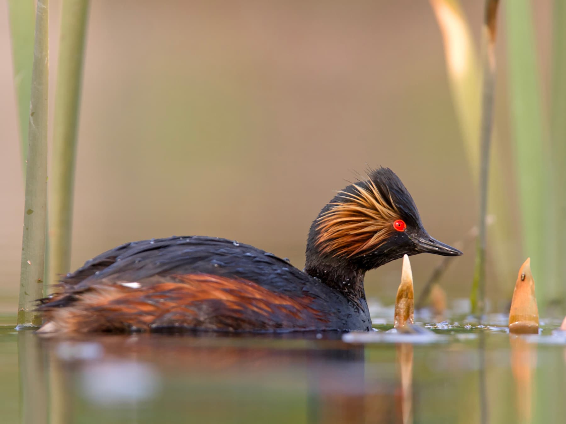 Black-necked Grebe with summer plumage