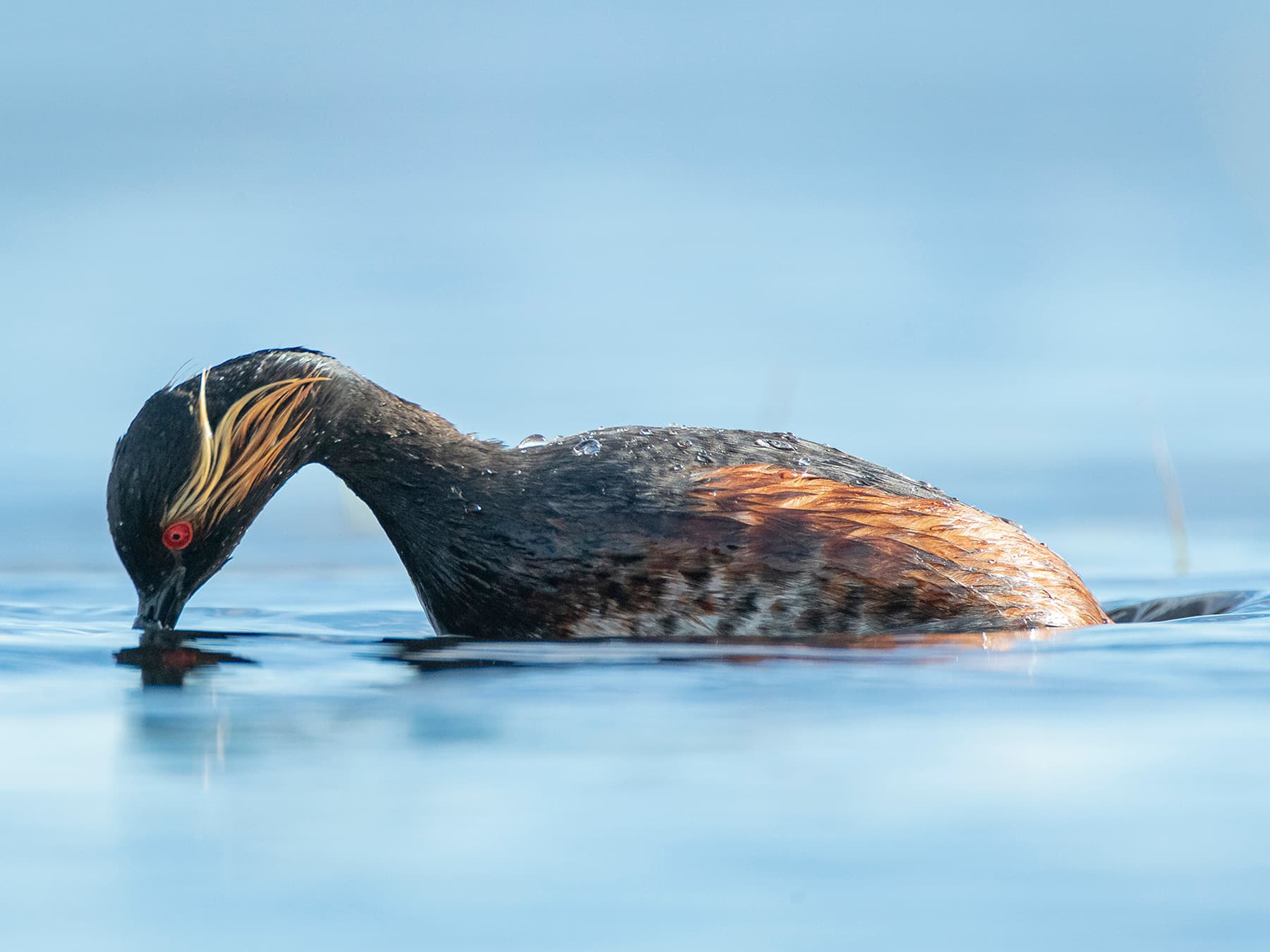 Black-necked Grebe looking for prey