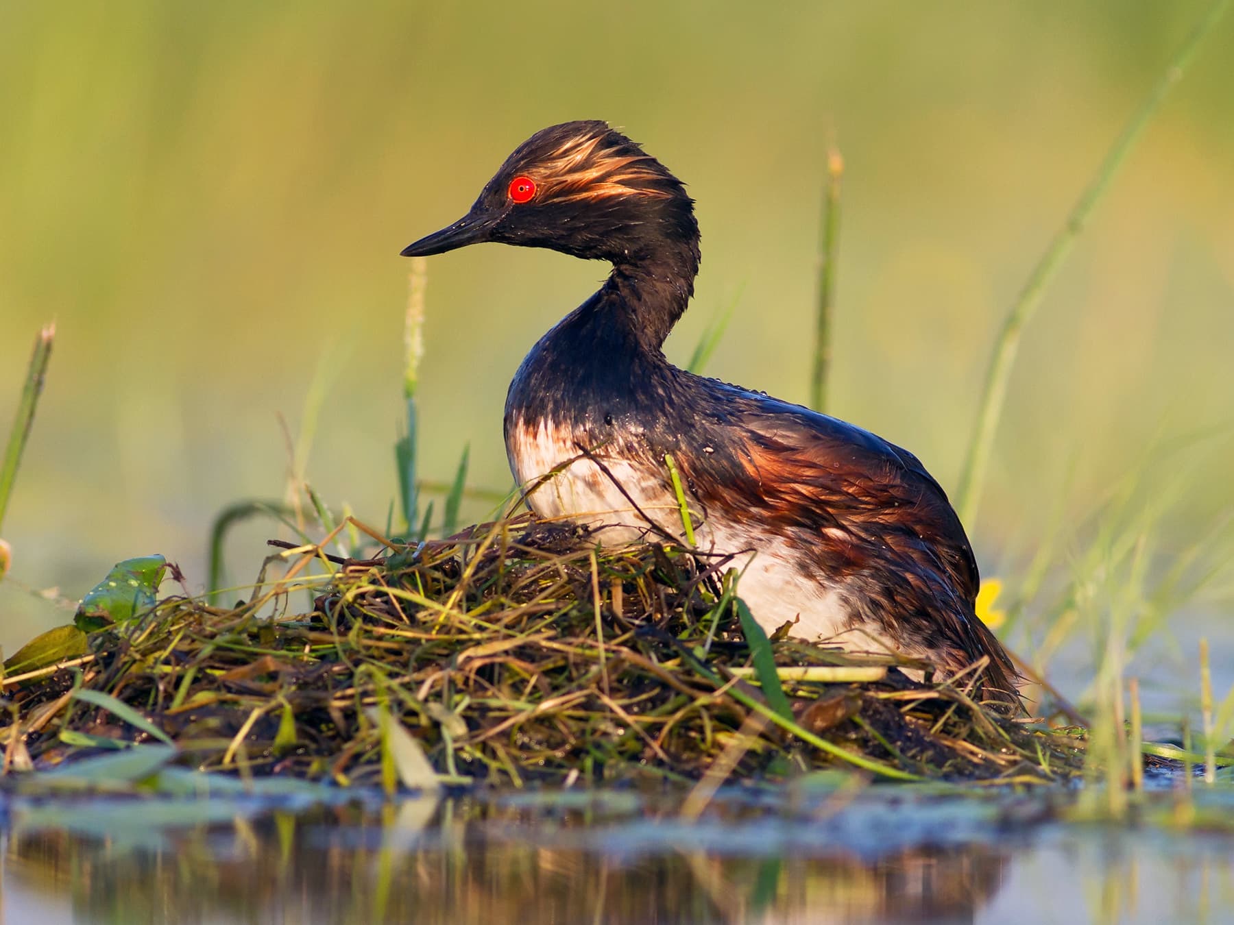 Black-necked Grebe at nest