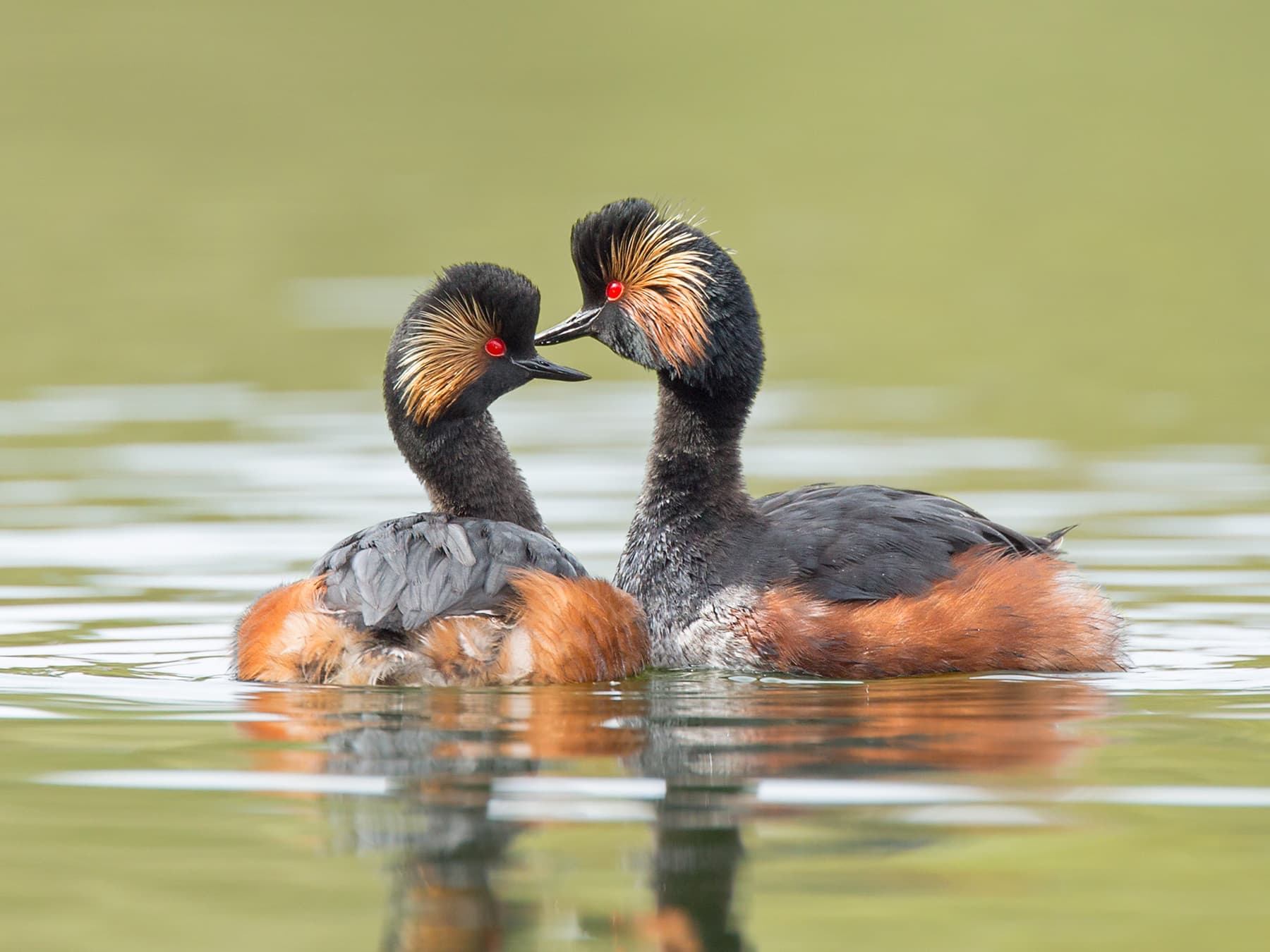 Pair of Black-necked Grebes