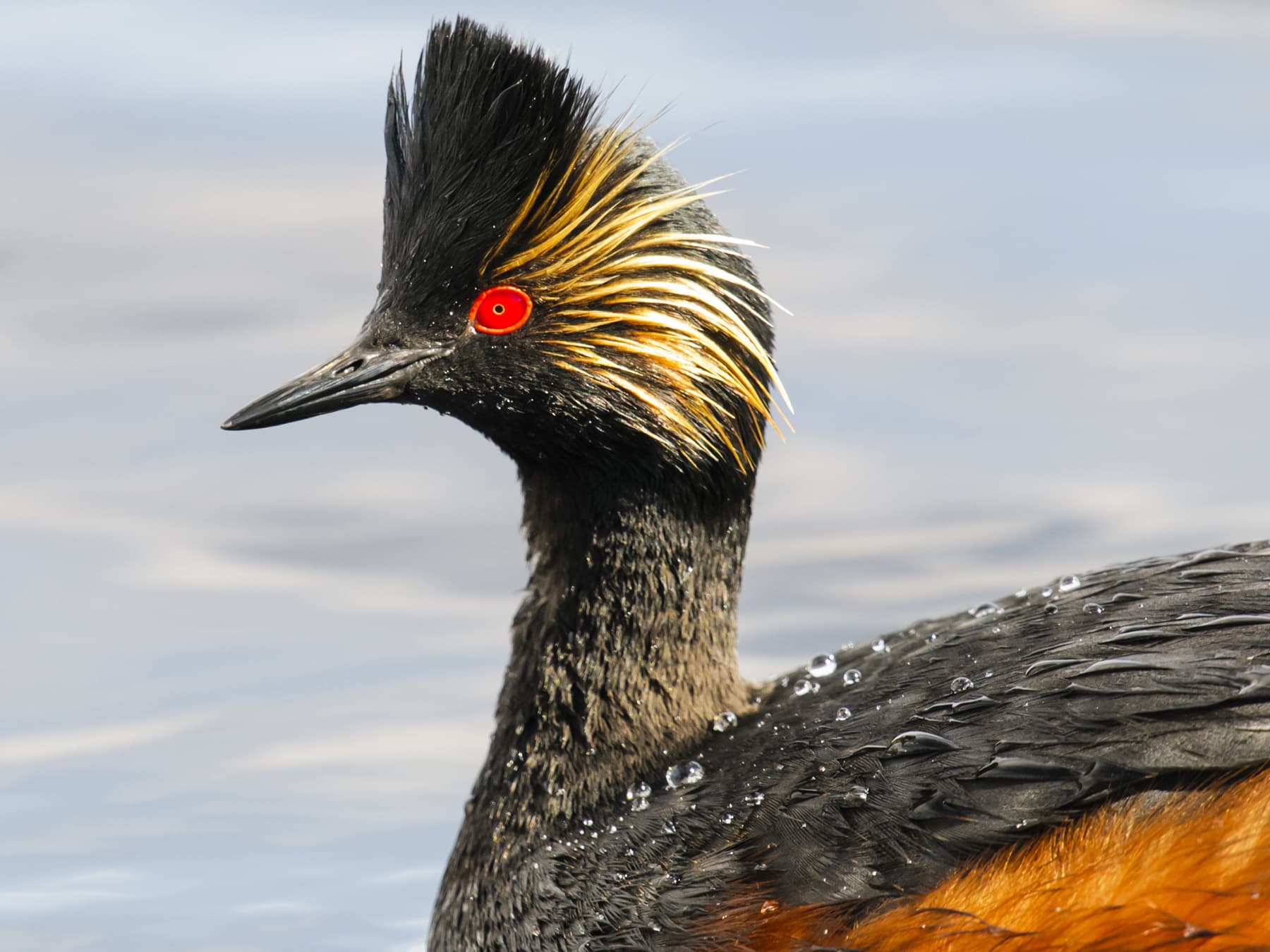 Profile of a Black-necked Grebe