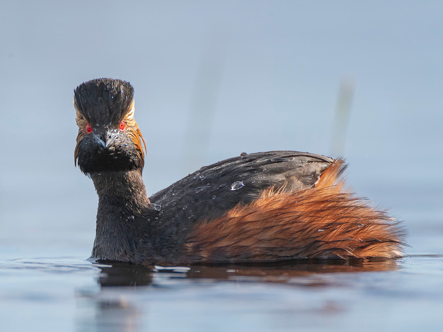 Eared Grebe swimming in natural habitat