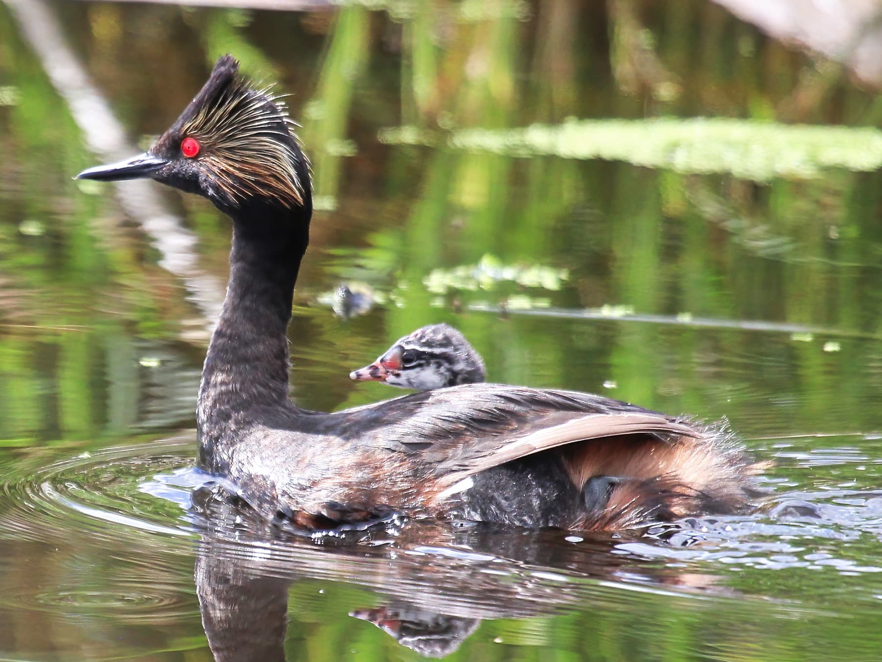 Black-necked Grebe swimming with young