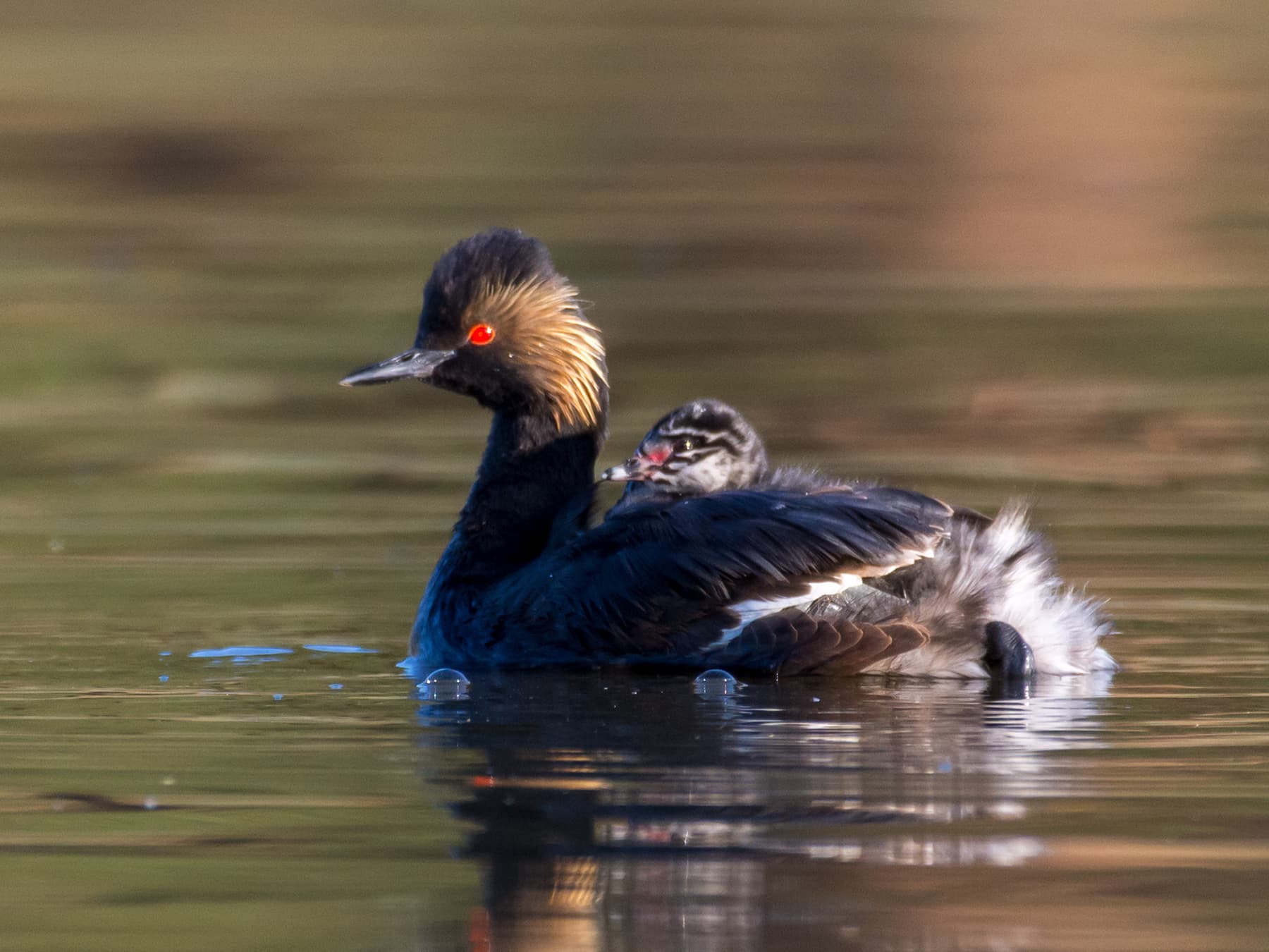 Black-necked Grebe riding on its parent's back