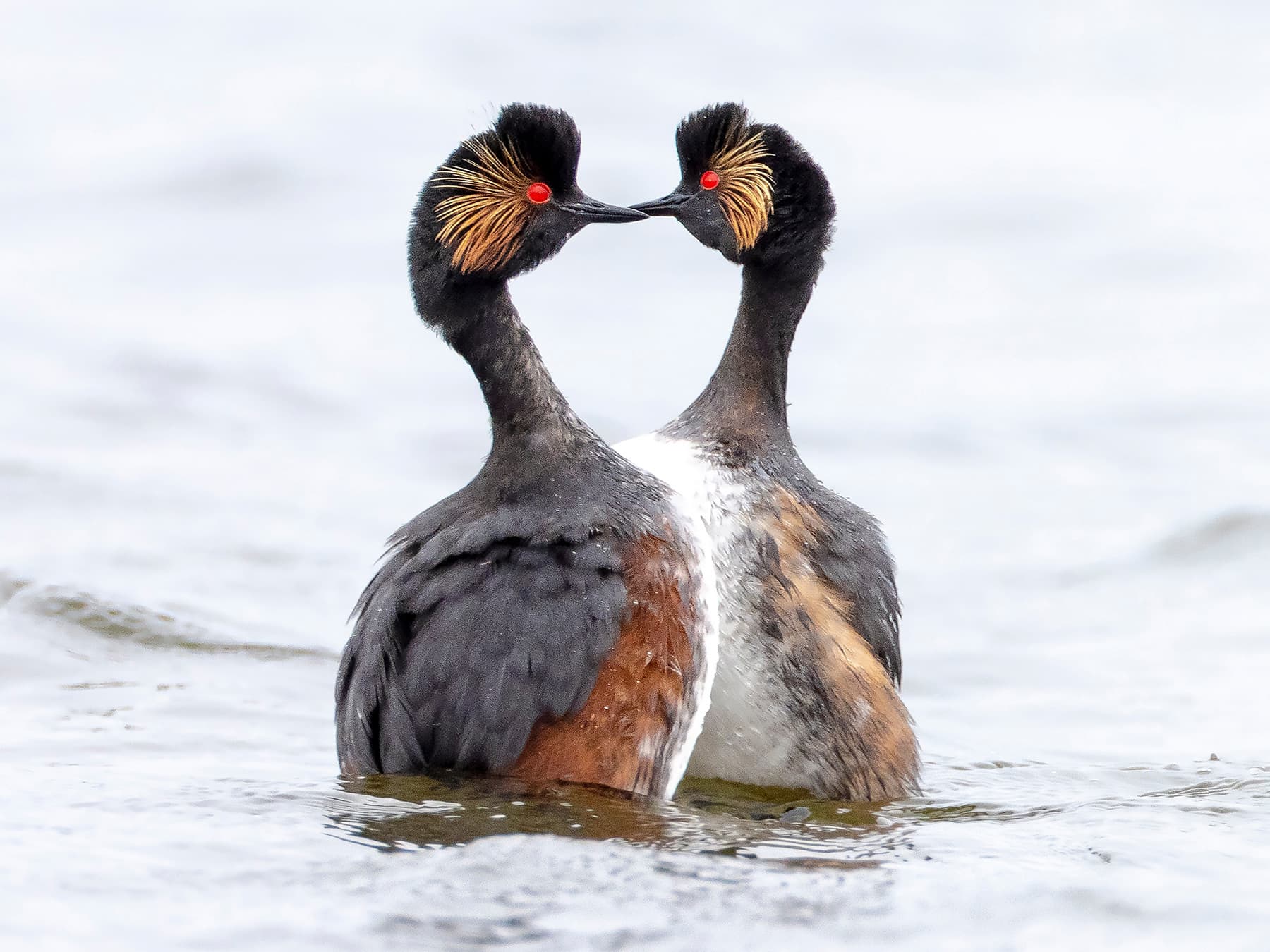 Eared Grebes performing a mating ritual