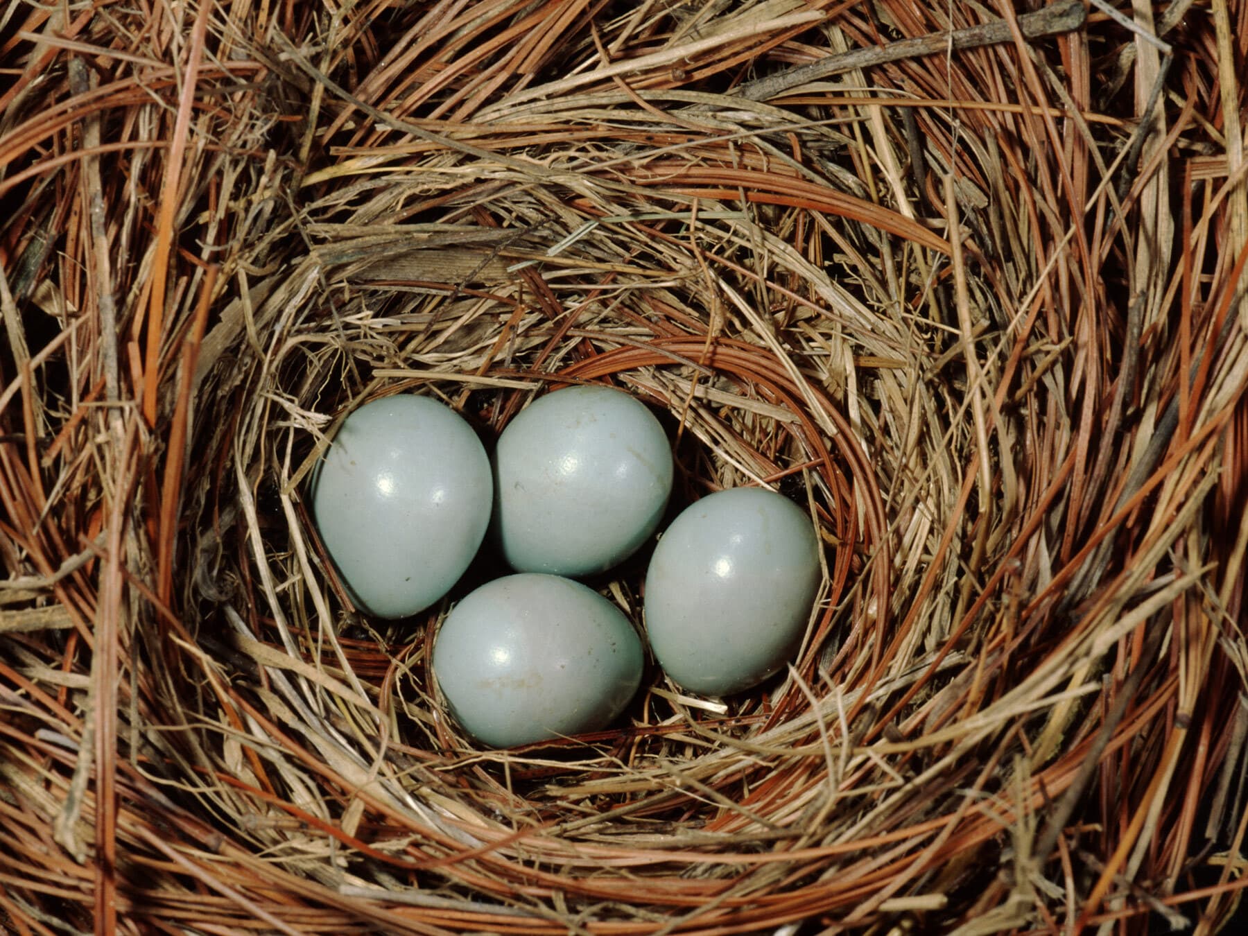 Pale blue Eastern Bluebird eggs in a pine needle nest