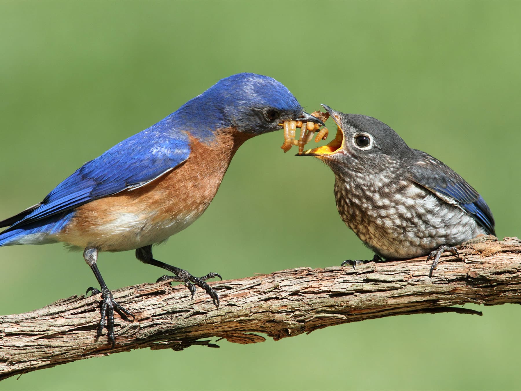 Eastern Bluebird feeding his young