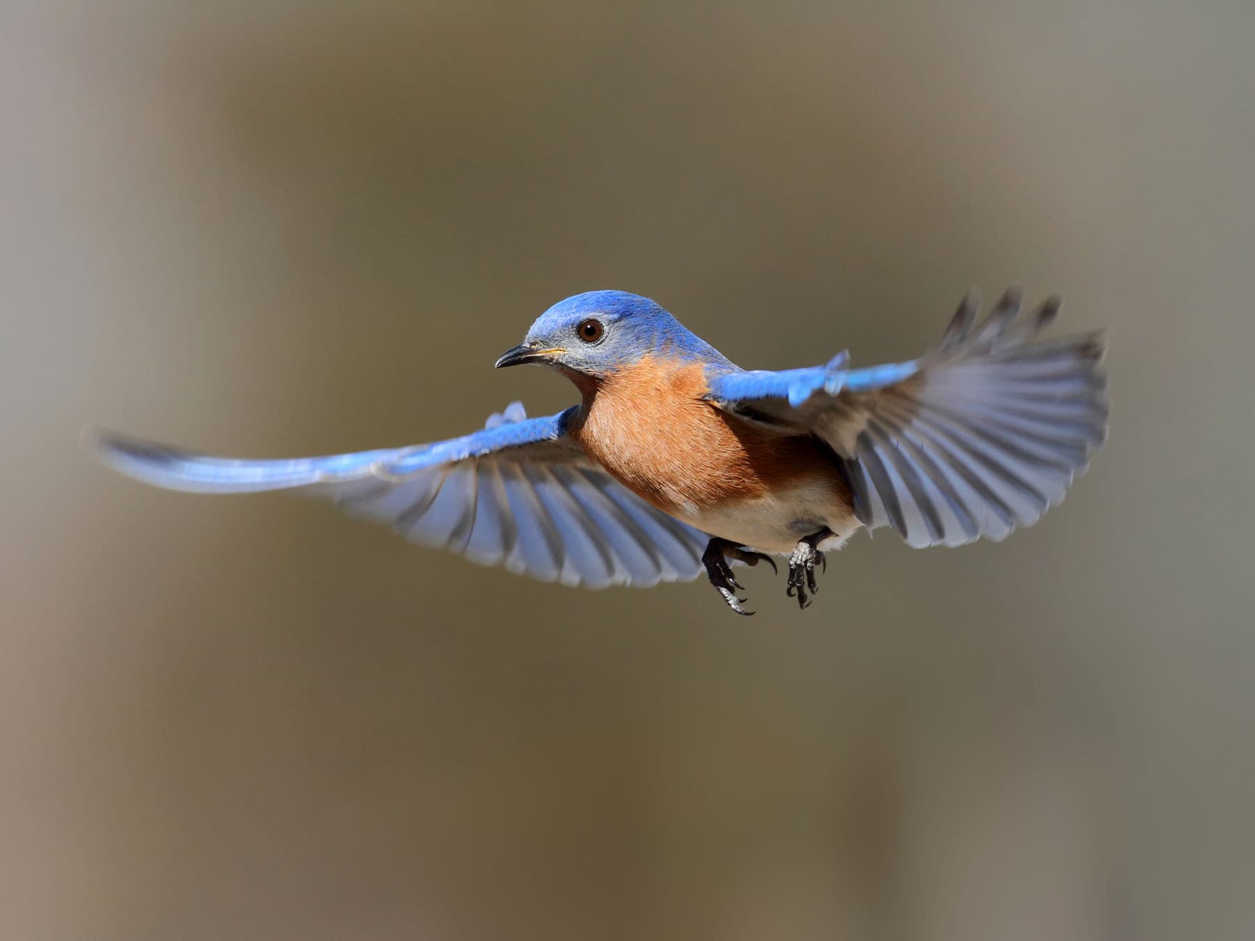 Eastern Bluebird in-flight