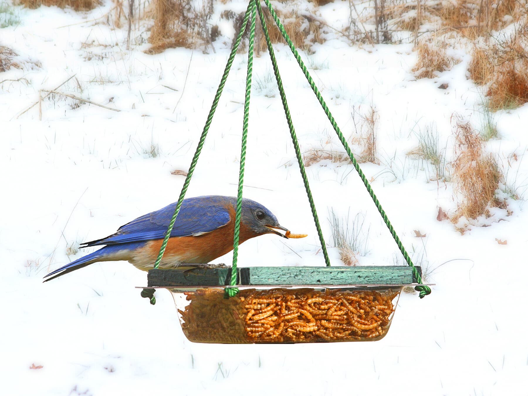 Eastern bluebird mealworms