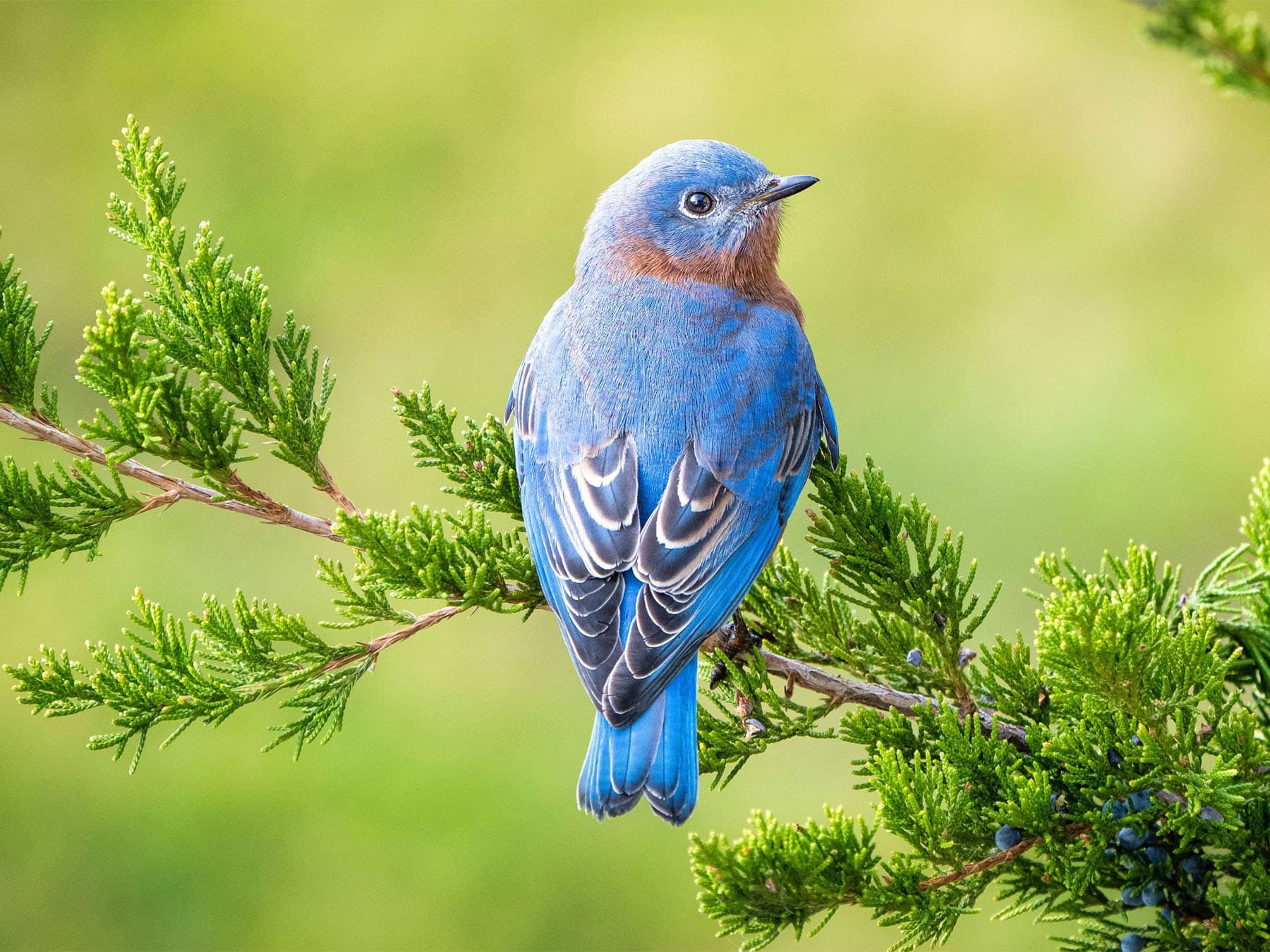 Eastern Bluebird perching on a branch