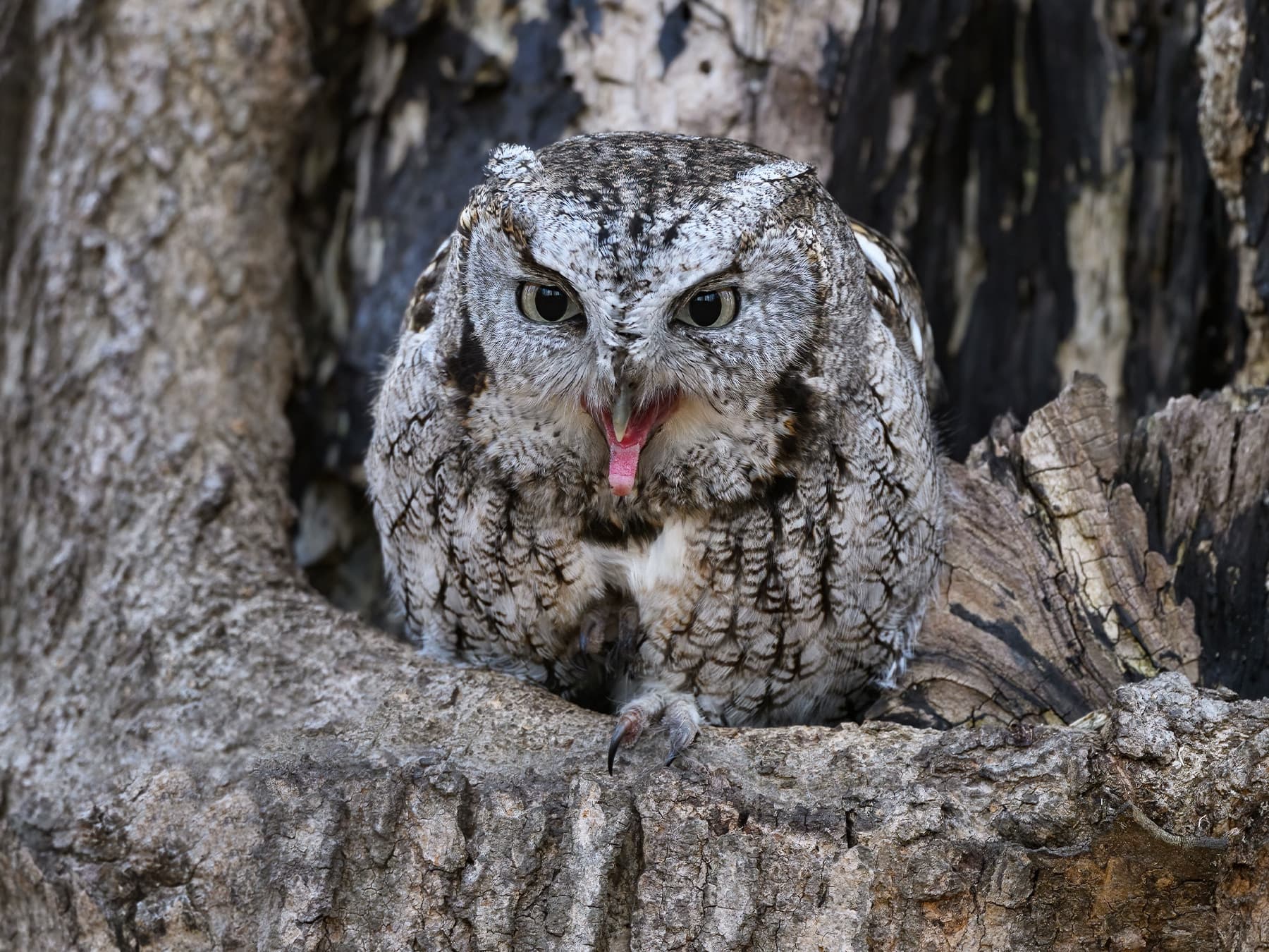 Eastern Screech-Owl calling from nest hole