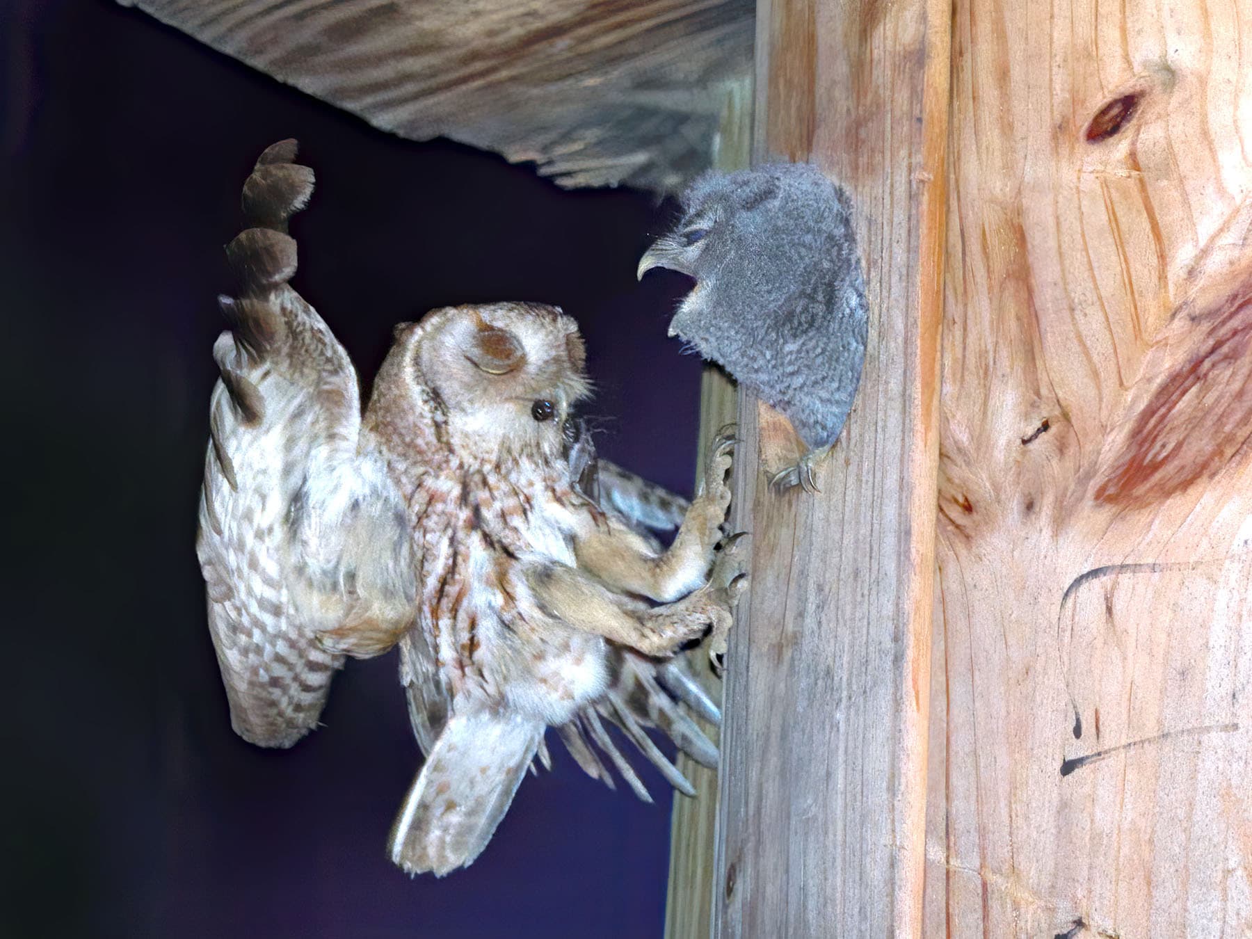 Eastern screech owl feeding chick