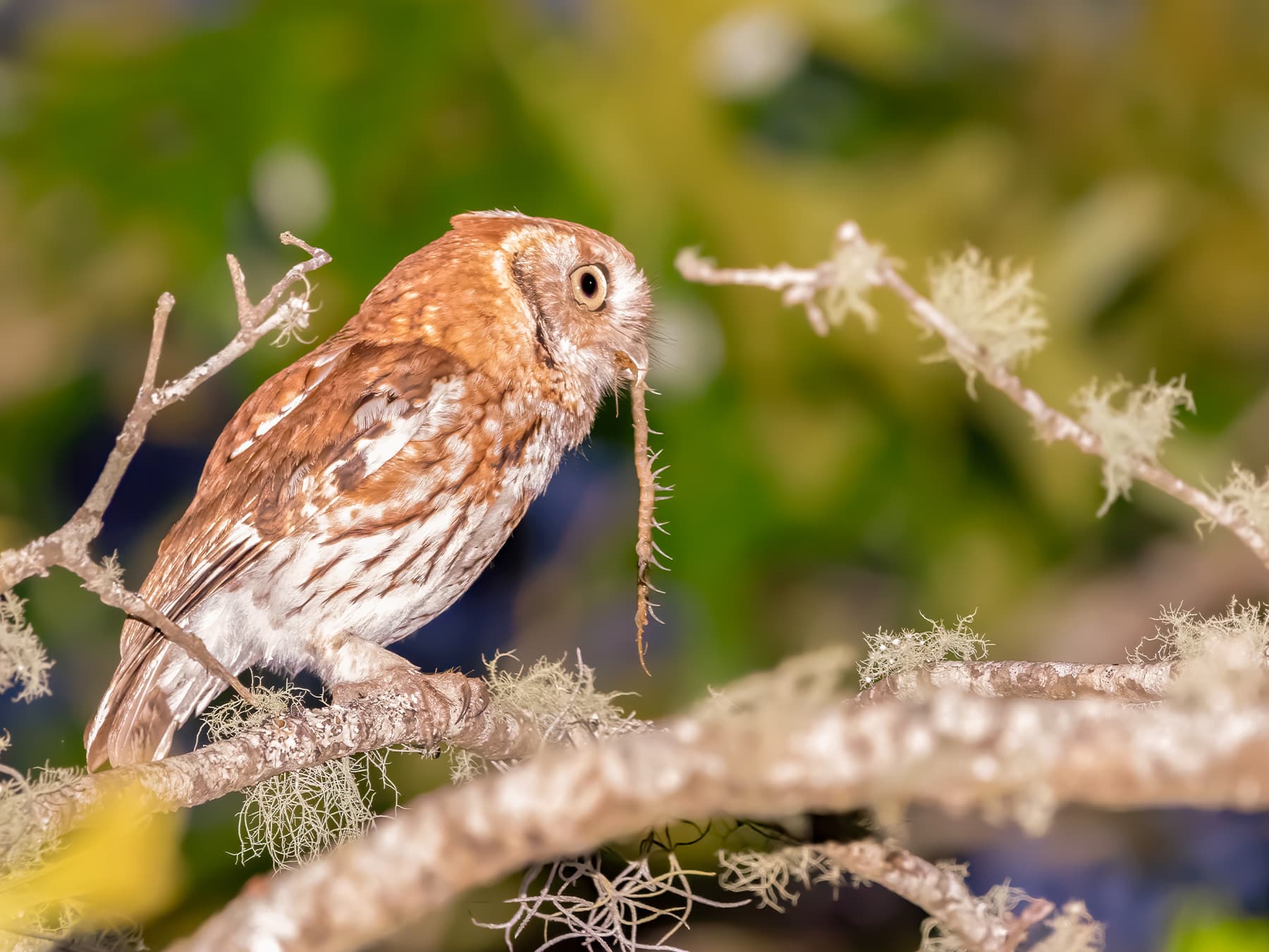 Eastern Screech-Owl, rufous morph, feeding on an insect