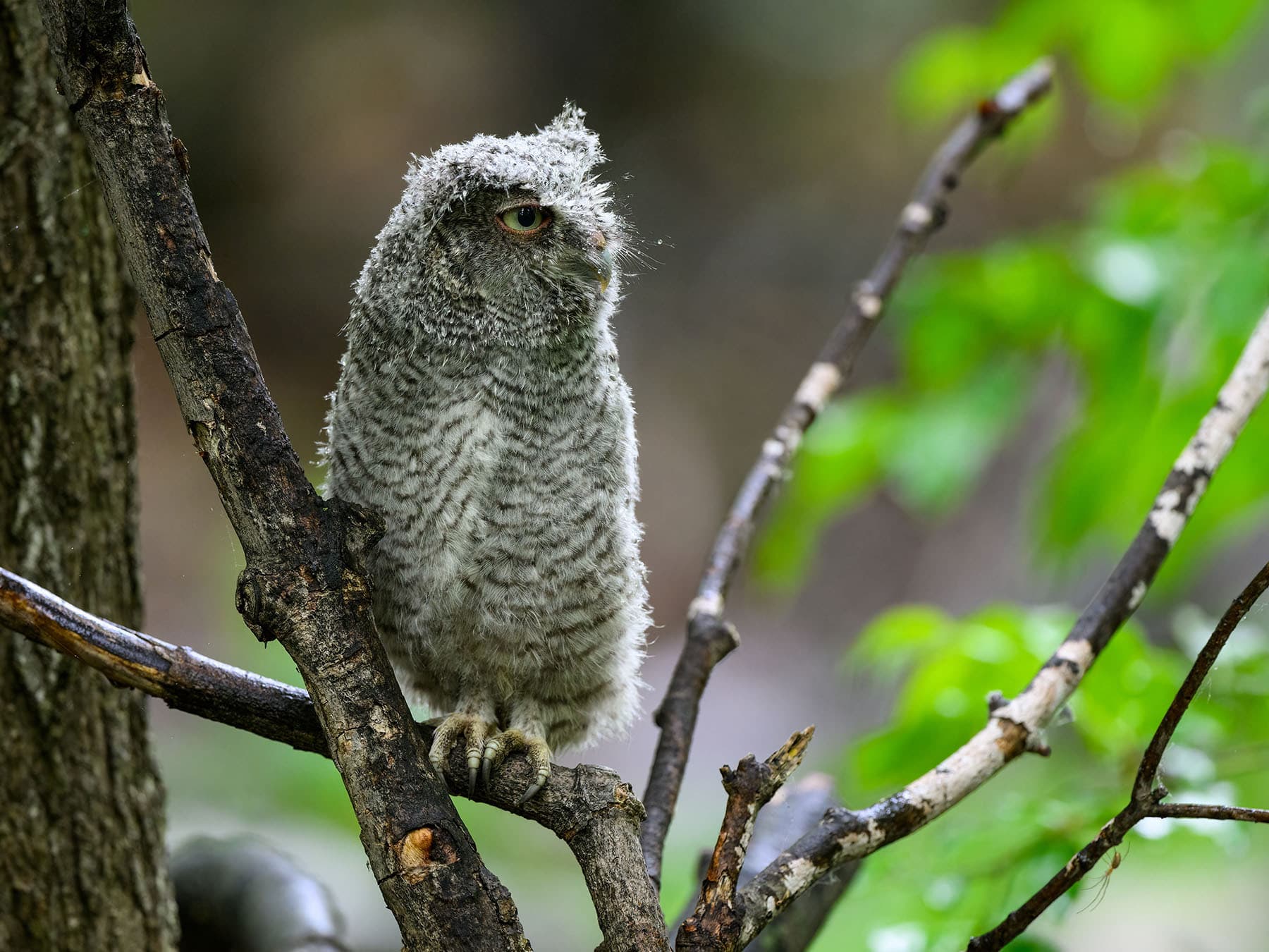 Eastern screech owl fledgling