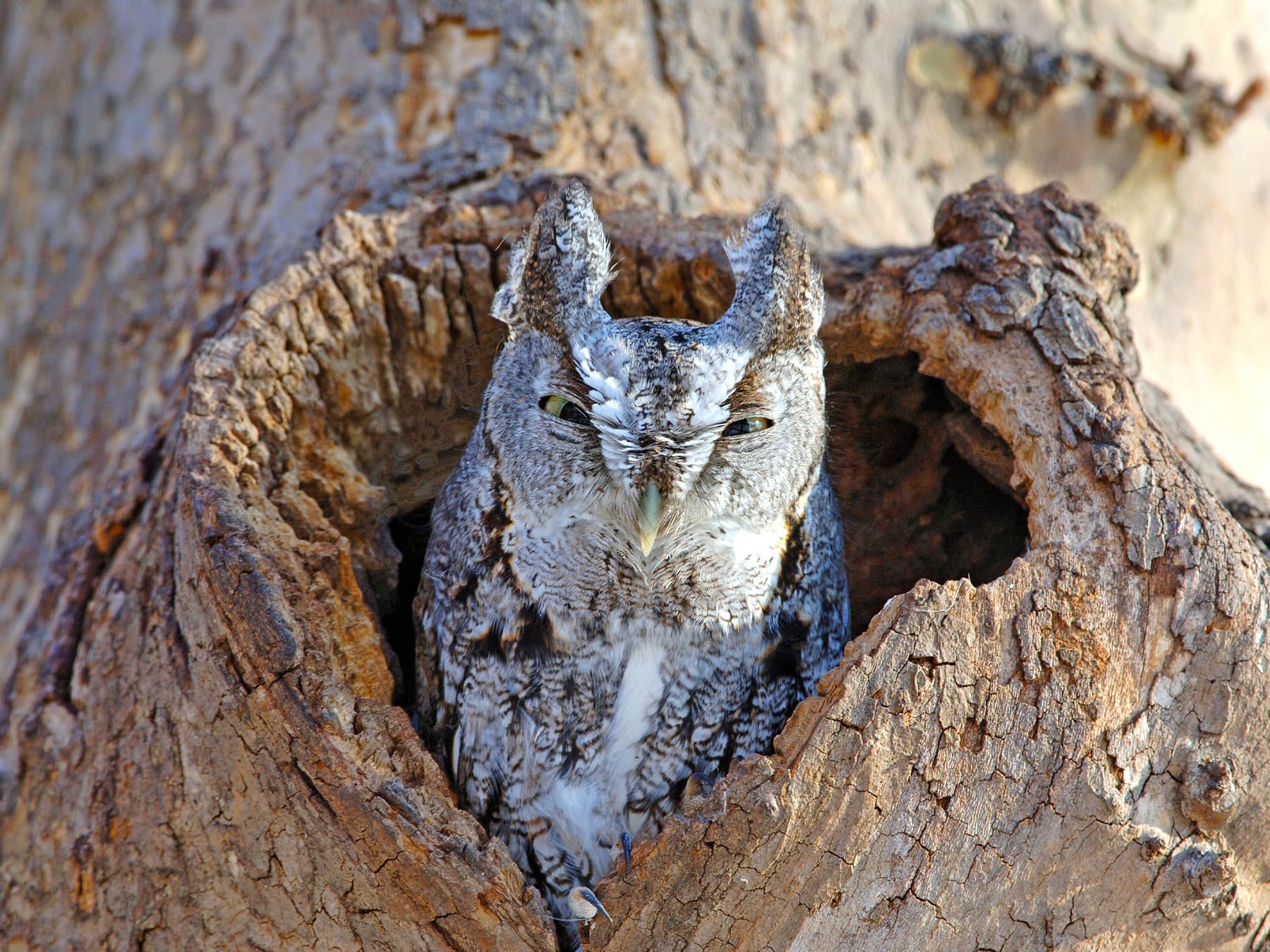Eastern Screech-Owl resting in tree cavity