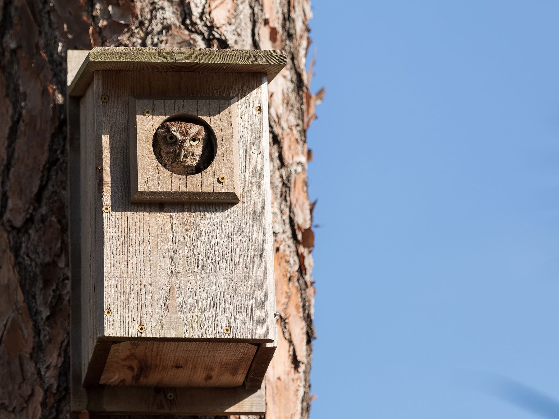 Eastern screech owl in nest box