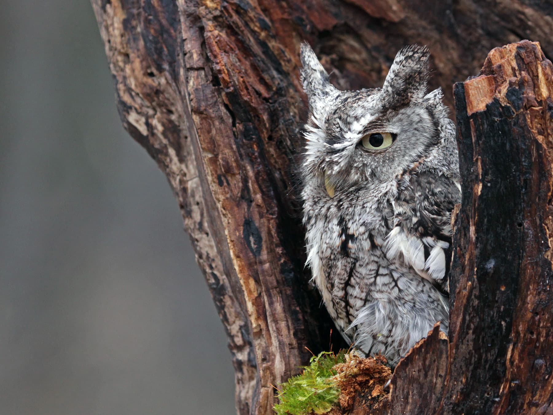 Eastern Screech-Owl, grey morph, in nest cavity