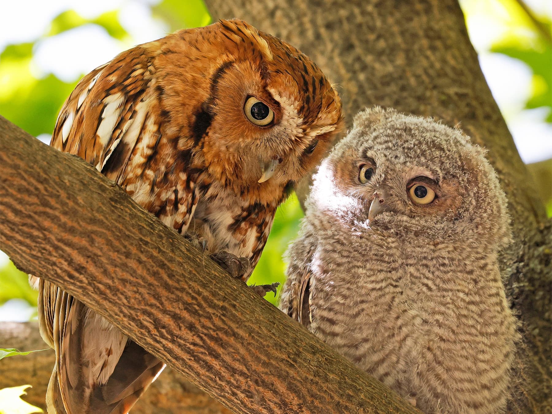 Eastern Screech-Owl adult perching in tree with owlet