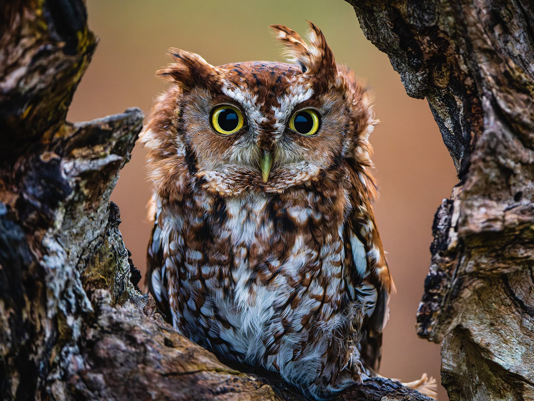 Eastern Screech-Owl, rufous morph