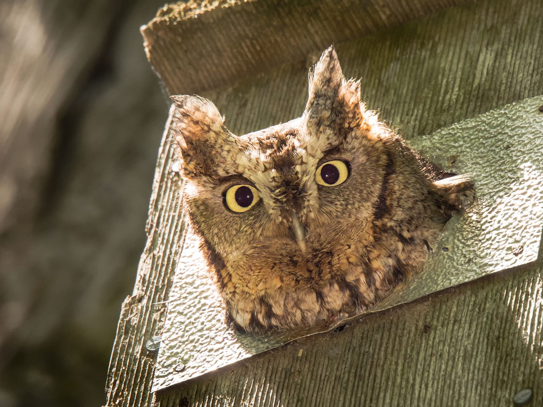 Eastern screech owl nest box