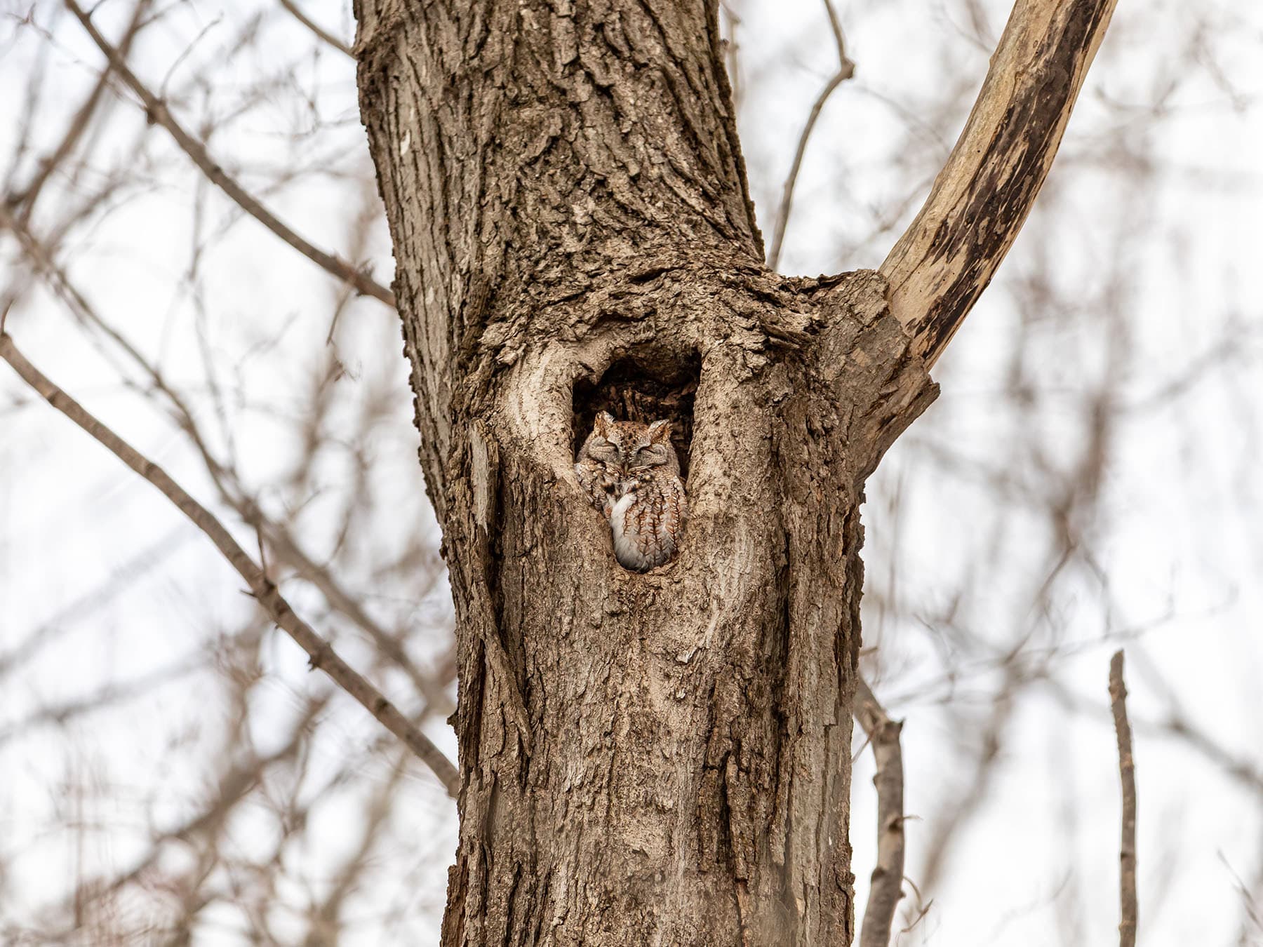 Eastern screech owl nest