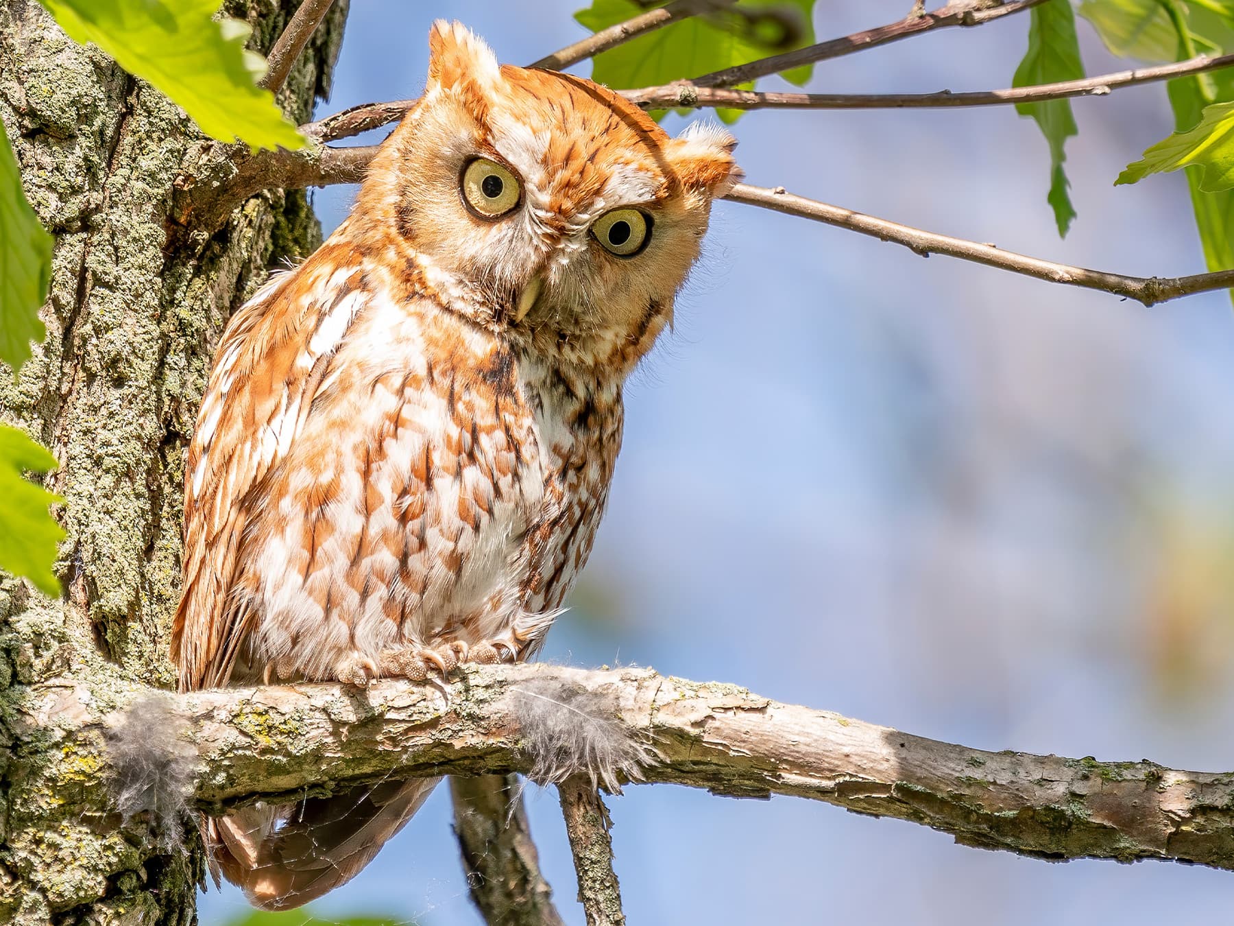 Eastern Screech-Owl, rufous morph, resting near to a tree trunk