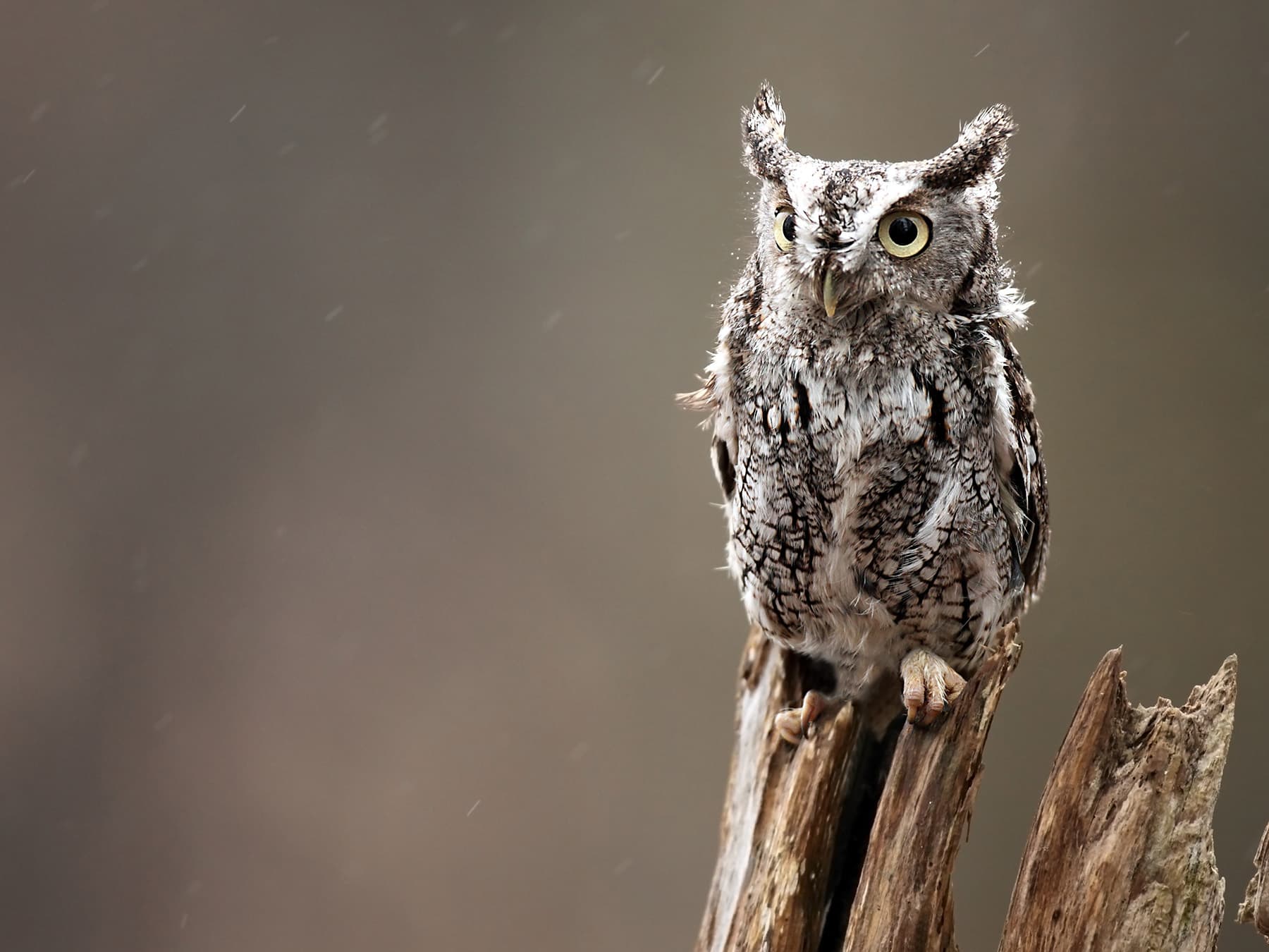Eastern Screech-Owl, gray morph
