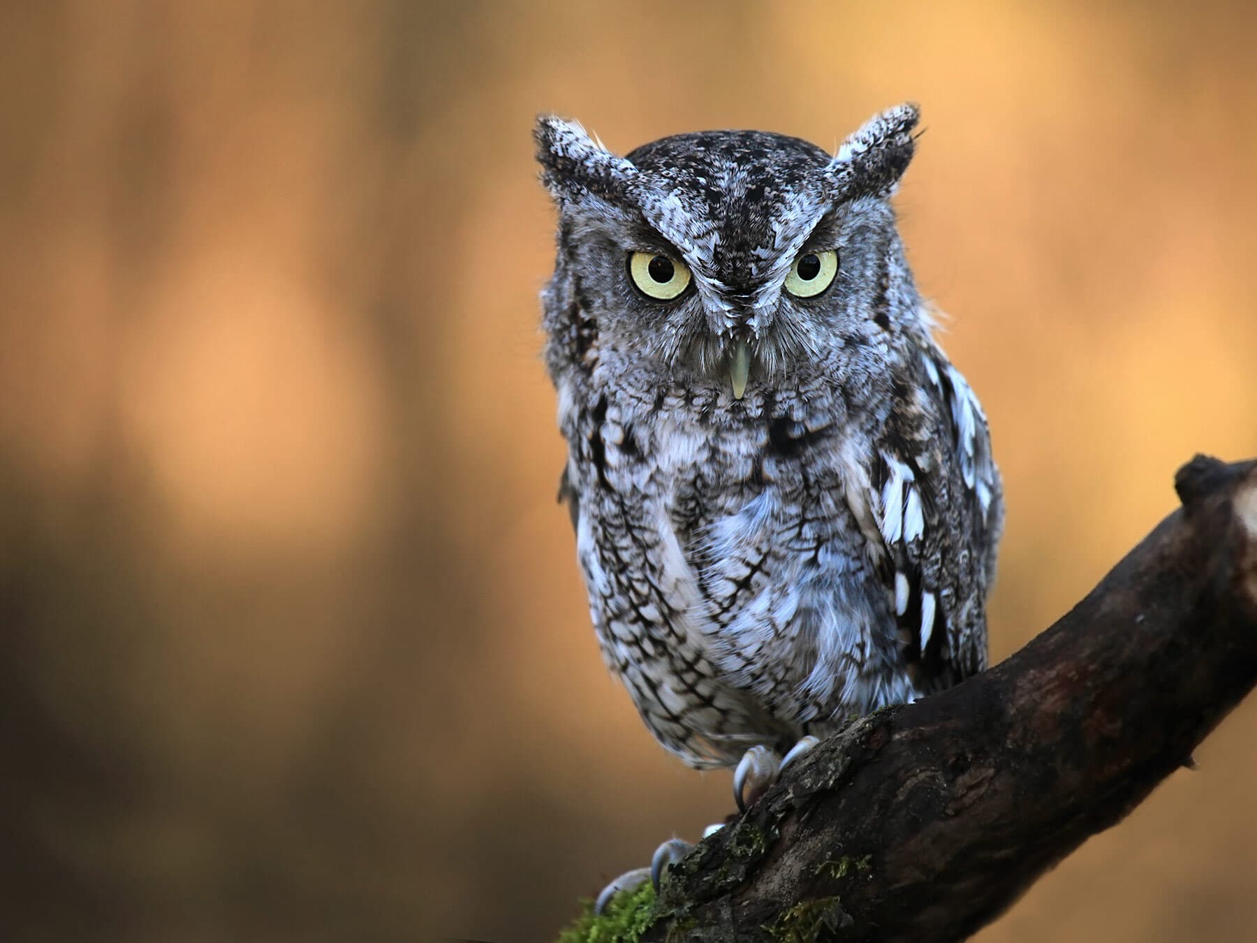 Eastern screech owl perched