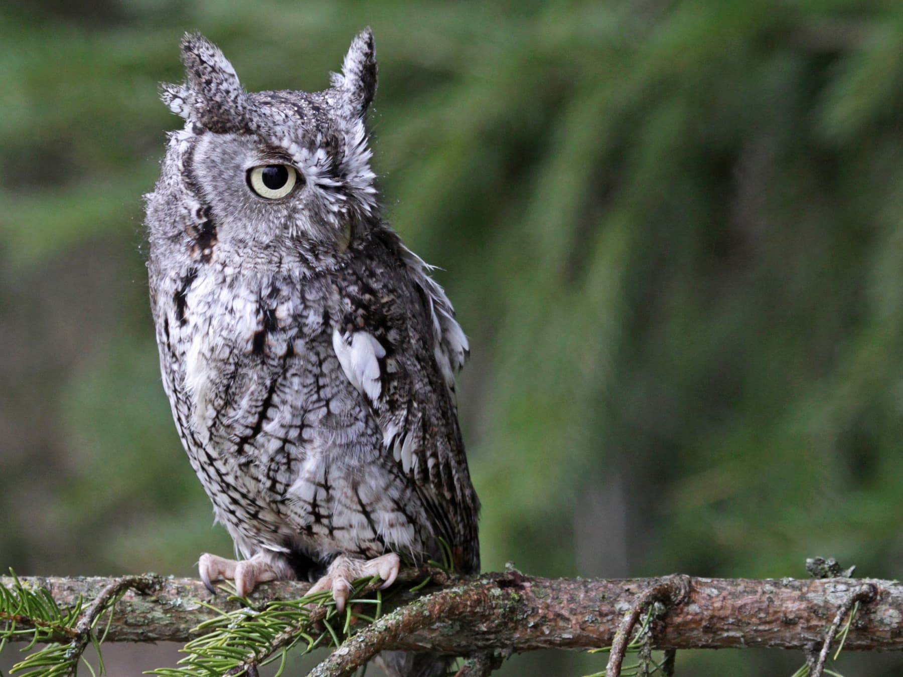 Eastern Screech-Owl sitting on a branch