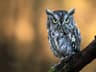 Eastern Screech-owl