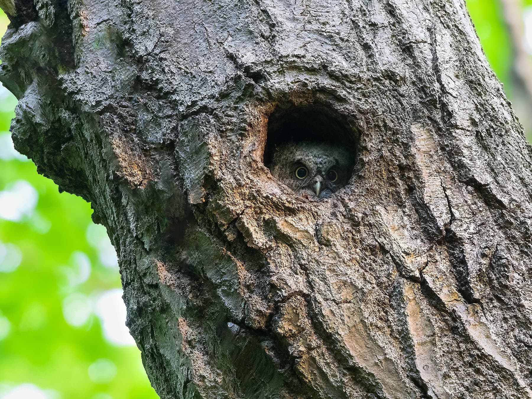 Eastern screech owlet