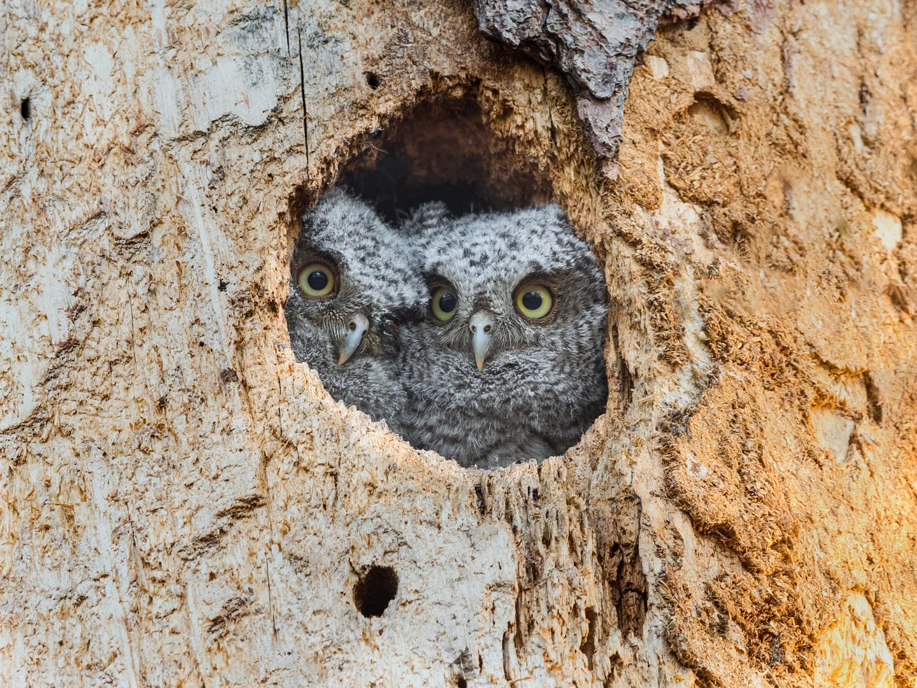 Two Eastern Screech-Owlets looking out from the nest hole