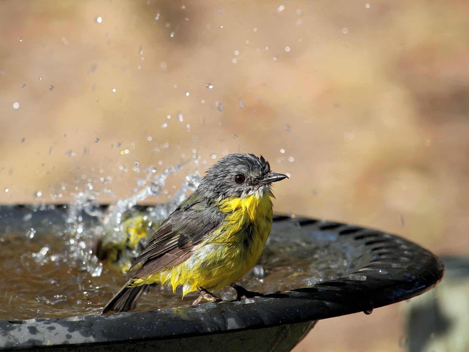 Eastern Yellow Robin at birdbath