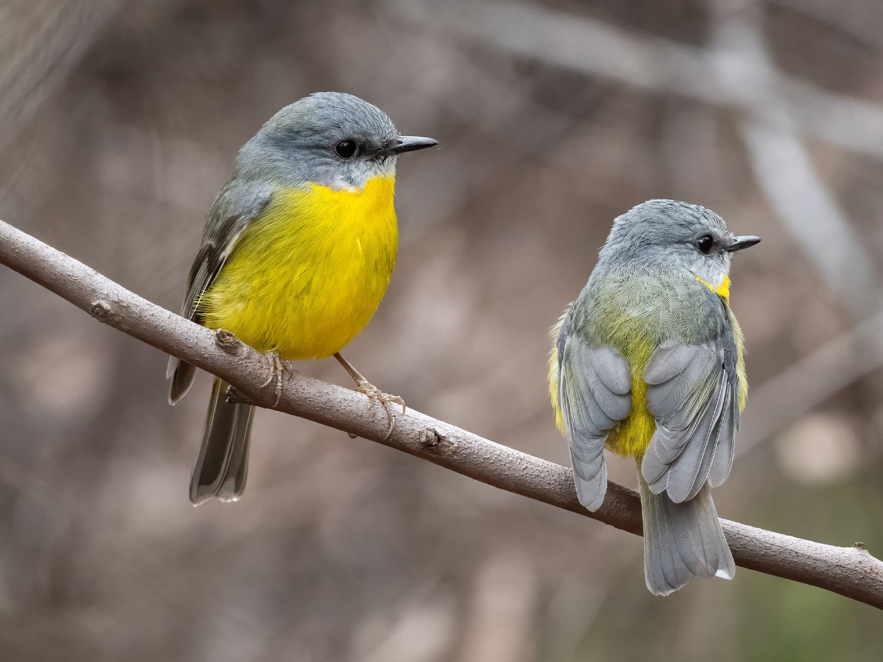 Pair of Eastern Yellow Robins