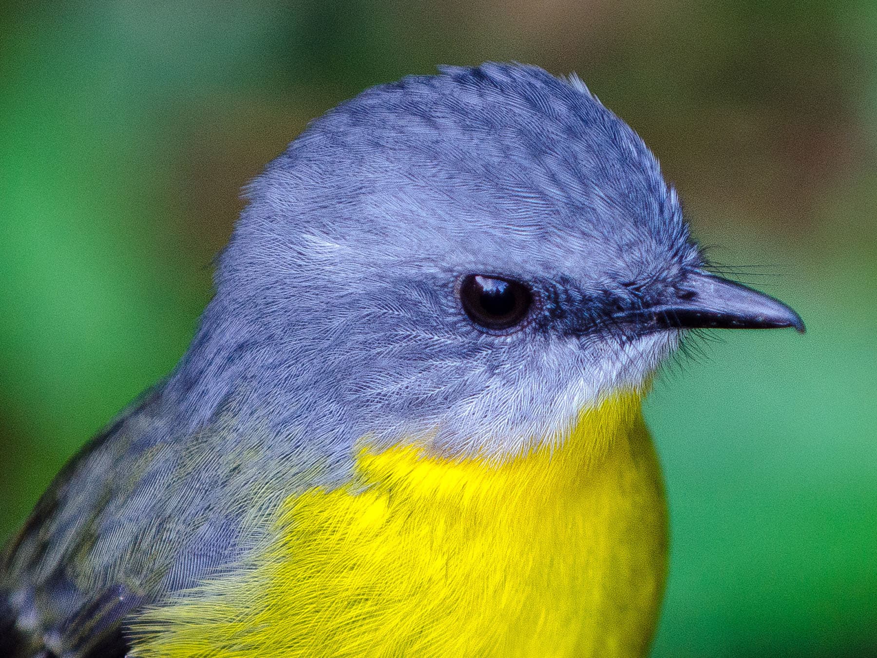 Portrait of a Eastern Yellow Robin