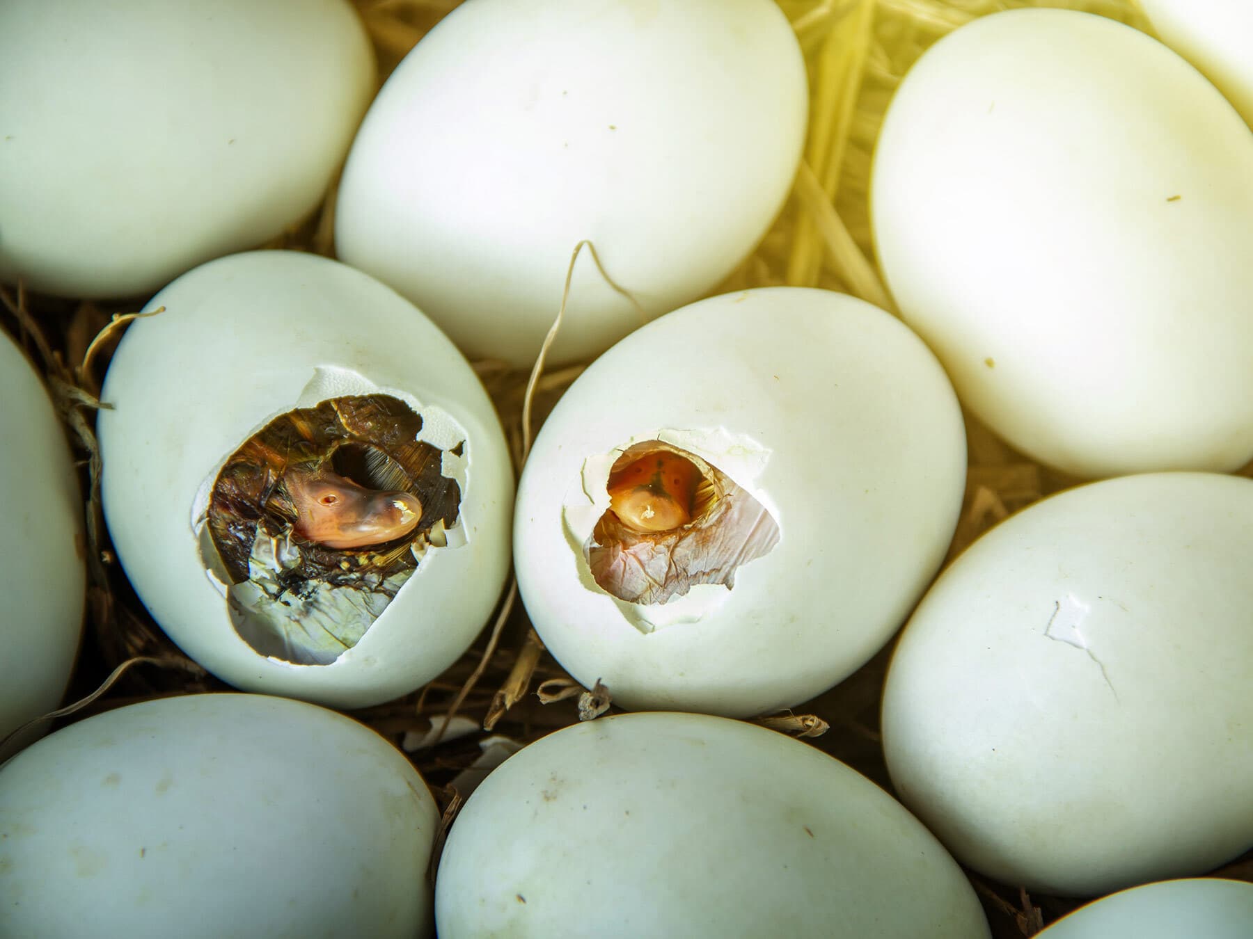 Eggs hatching