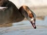 Egyptian Goose