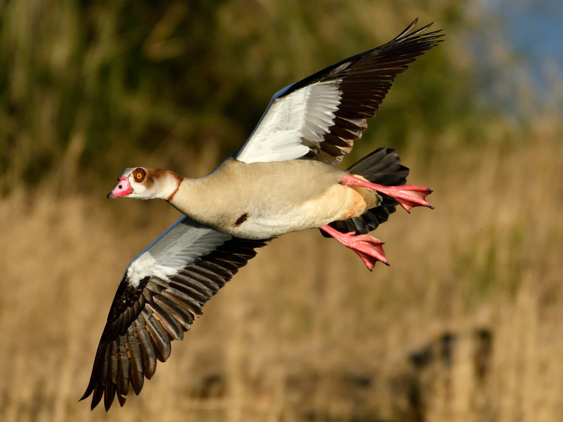 Egyptian Goose in flight