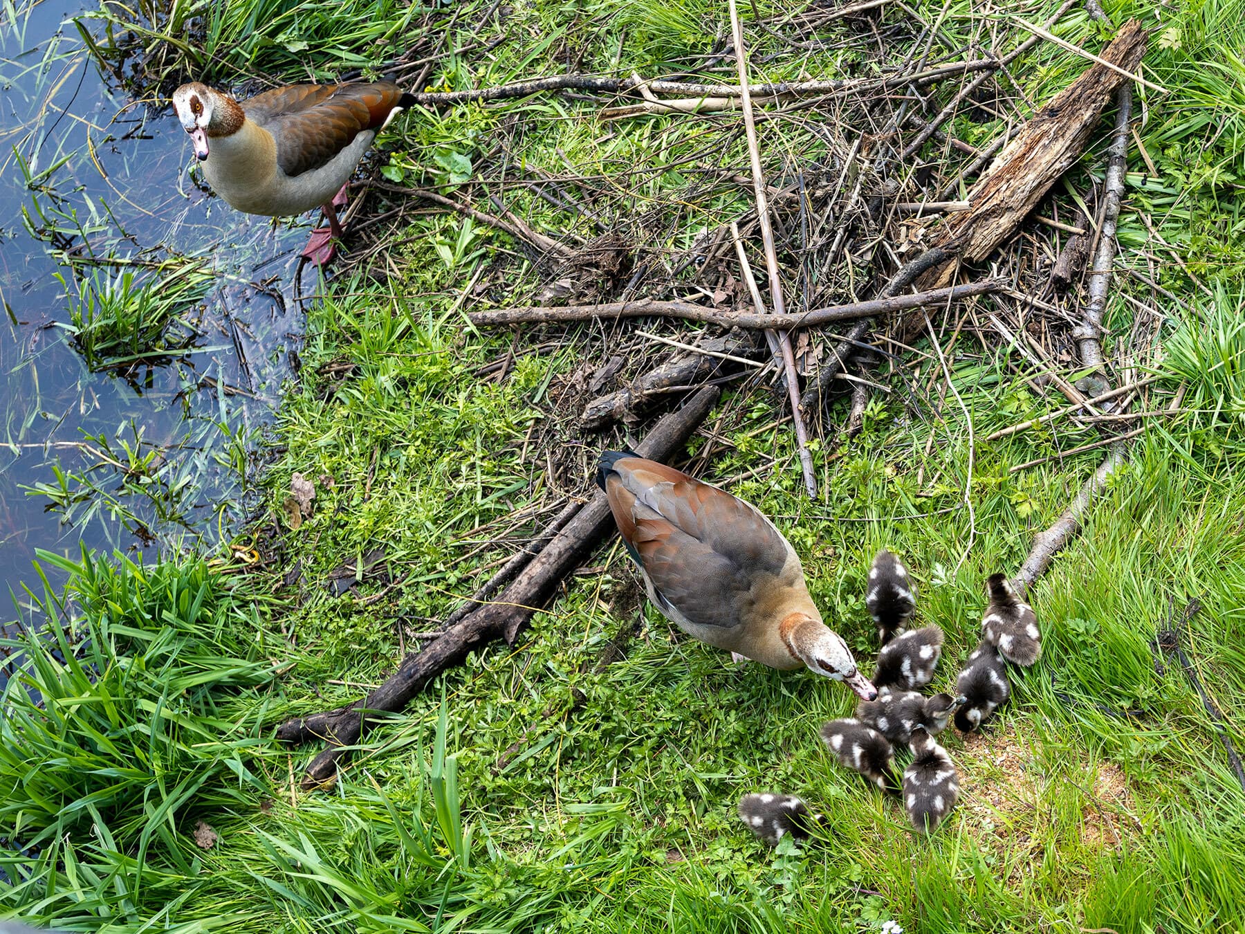 Pair of Egyptian Geese with their chicks
