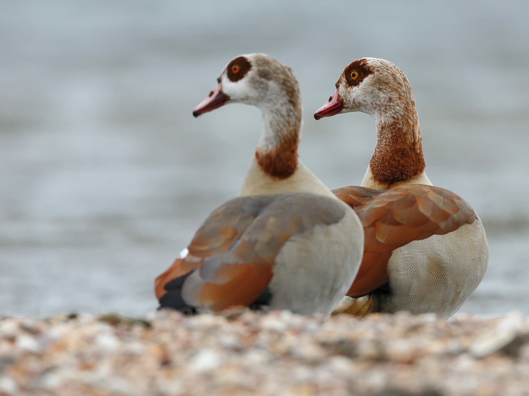A pair of Egyptian Geese