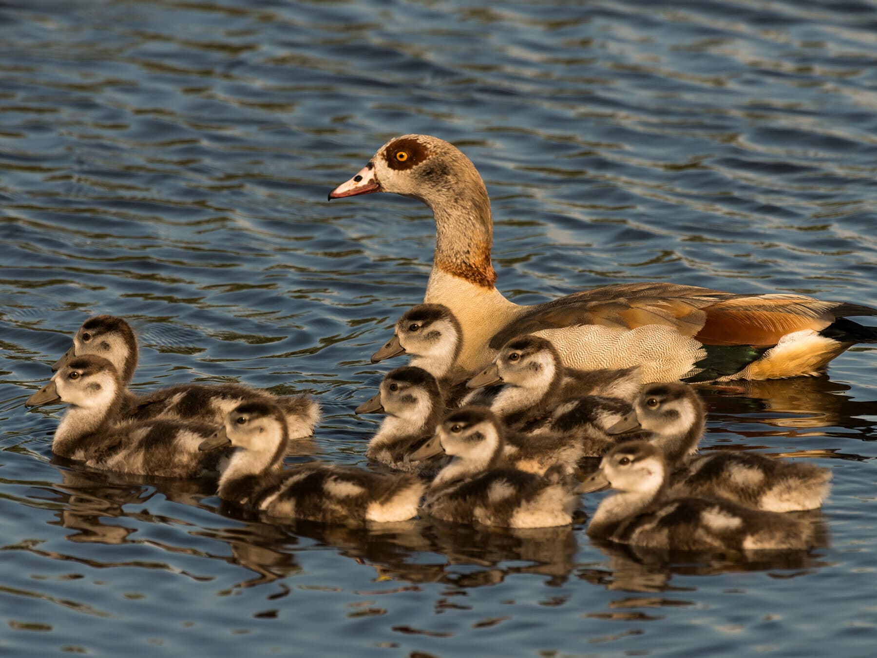Egyptian Goose with chicks